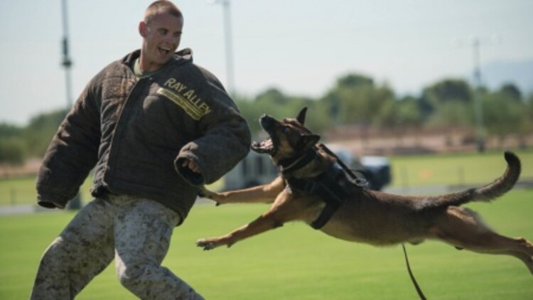 Sgt. Derek Patrick, a military working dog trainer from Marine Corps Base Camp Pendleton, demonstrates the capabilities of his military working dog at the fields behind the University of Phoenix Stadium at Glendale, Arizona, Sept. 11, 2015. The demonstration was part of Marine Week Phoenix, which allows the Marine Corps to showcase its traditions, history, and values.
