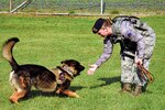 In this photo, U.S. Air Force Senior Airman Alyssa Stamps, 35th Security Forces Squadron military working dog handler, plays with her dog, Elvis, at Misawa Air Base, Japan, Sept. 23, 2015. To become an MWD handler, Stamps was required to work as an entry-level security forces Airman for at least two years and meet with her previous duty station’s kennel master for approval before applying for the position. 