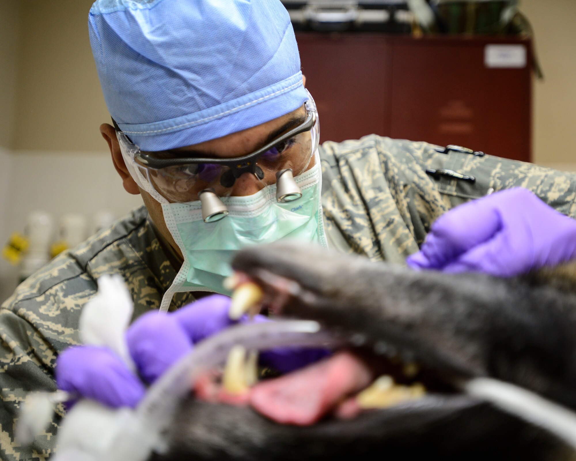 U.S. Air Force Staff Sgt. Gregory Johnson, 386th Expeditionary Medical Support Squadron dental technician, removes plaque from 332nd Expeditionary Security Forces Squadron Military Working Dog VVladimir’s teeth during a dental cleaning at an undisclosed location in Southwest Asia, Sept. 24, 2015. MWDs receive routine medical care to aid their human military partners in the fight against the Islamic State or ISIL. (U.S. Air Force photo by Senior Airman Racheal E. Watson/Released) 