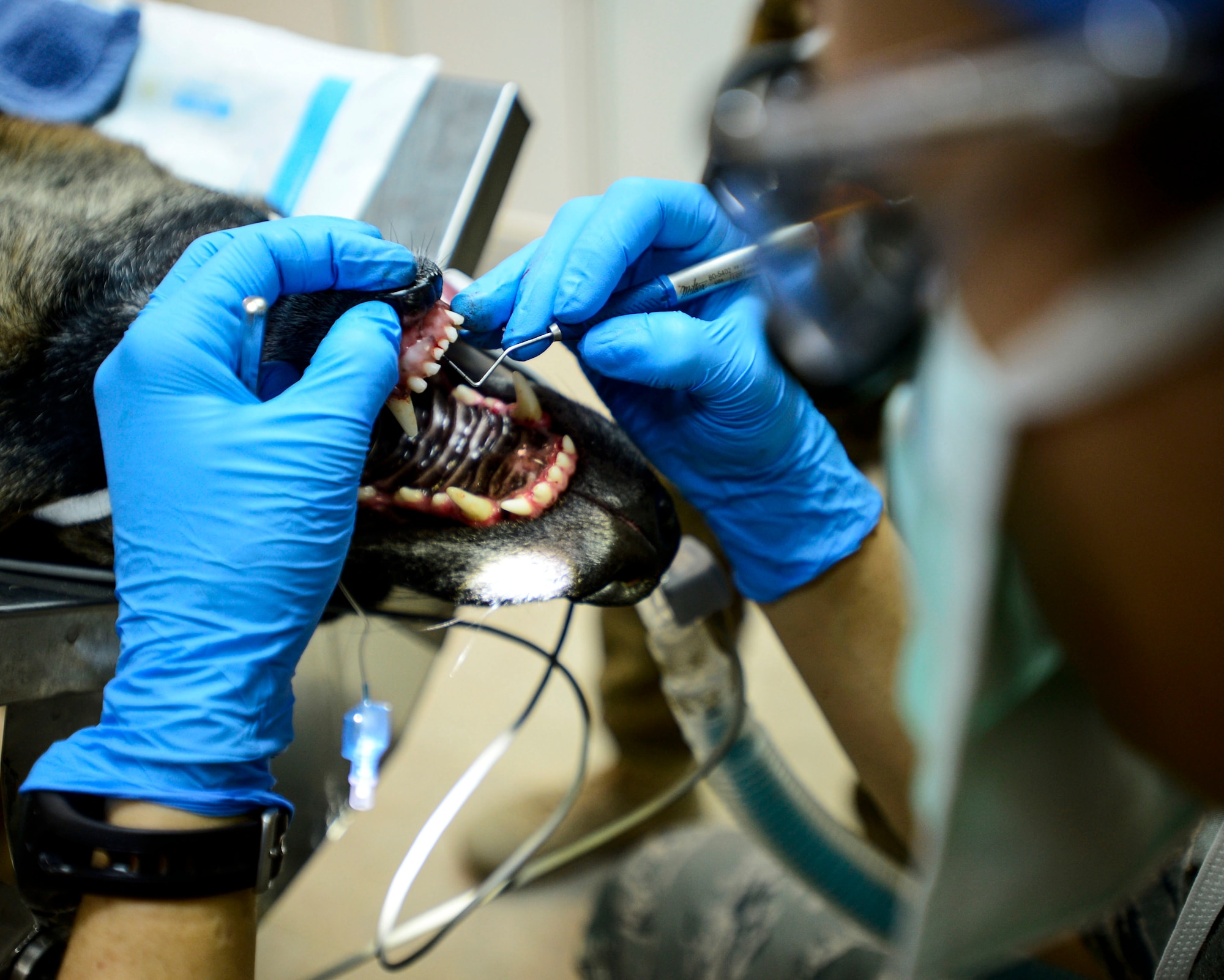 U.S. Air Force Capt. Marie Cross, 386th Expeditionary Medical Group general dentist, examines 332nd Expeditionary Security Forces Squadron Military Working Dog VVladimir’s teeth during a dental cleaning at an undisclosed location in Southwest Asia, Sept. 24, 2015. MWDs receive routine medical care to aid their human military partners during Operation Inherent Resolve. (U.S. Air Force photo by Senior Airman Racheal E. Watson/Released) 