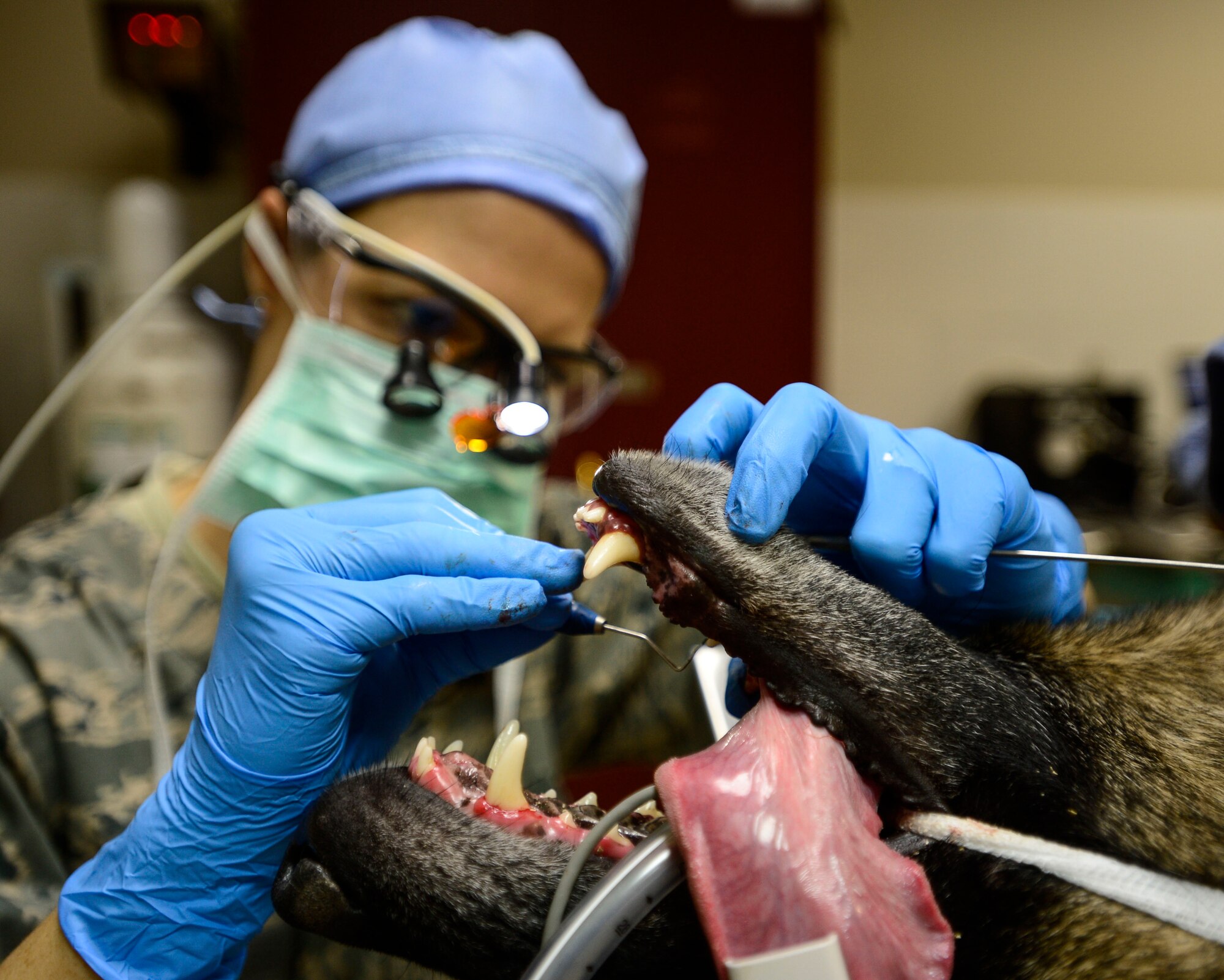 U.S. Air Force Capt. Marie Cross, 386th Expeditionary Medical Group general dentist, checks the teeth around the gum line of VVladimir, a 332nd Expeditionary Security Forces Squadron Military Working Dog, during a dental cleaning at an undisclosed location in Southwest Asia, Sept. 24, 2015. Even in a deployed environment, it is important for MWDs to receive routine dental care to prevent health issues. (U.S. Air Force photo by Senior Airman Racheal E. Watson/Released) 
