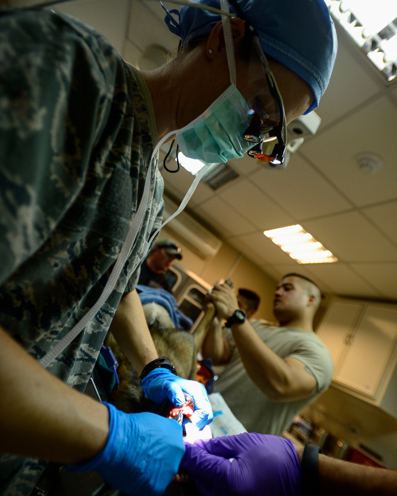 U.S. Air Force Capt. Marie Cross, 386th Expeditionary Medical Group general dentist, performs a tooth extraction procedure on a military working dog at an undisclosed location in Southwest Asia, Sept. 24, 2015. A dental extraction is the removal of teeth from the dental socket which, performed for a variety of reasons, include teeth that are restorable due to tooth decay, periodontal disease or dental trauma. (U.S. Air Force photo by Senior Airman Racheal E. Watson/Released) 
