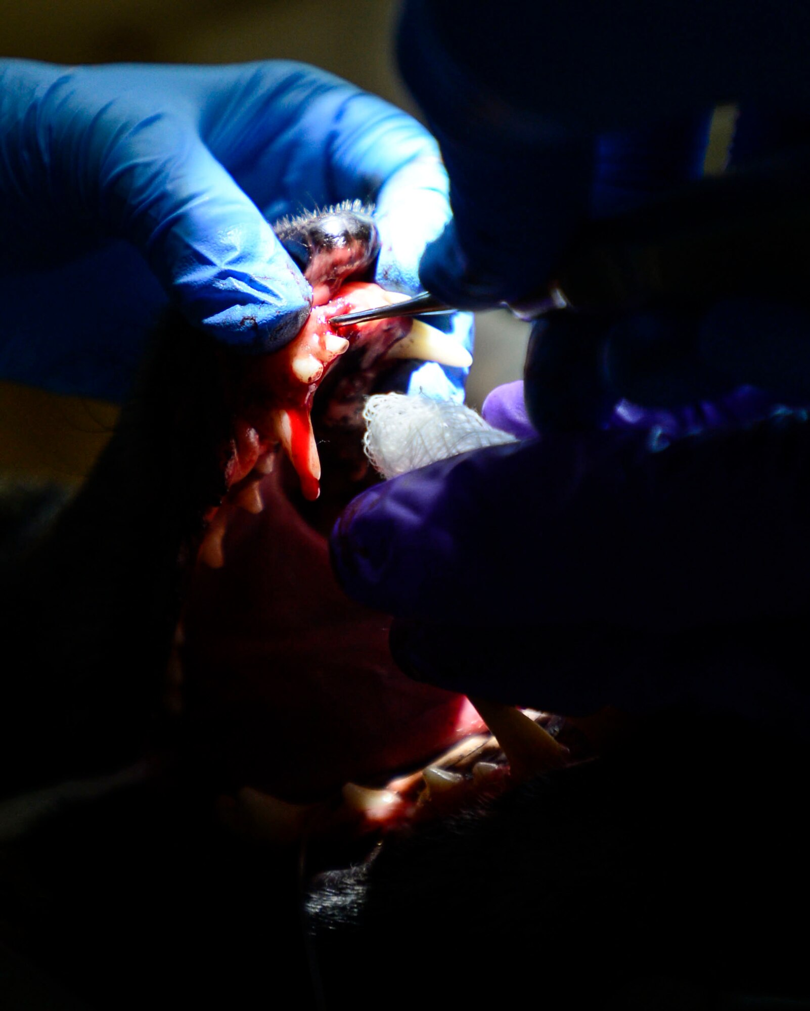 Members of the 386th Expeditionary Medical Group dig for the root of a tooth during an extraction procedure on a military working dog at an undisclosed location in Southwest Asia, Sept. 24, 2015. Even in a deployed environment, MWDs receive dental care to keep a strong bite against defeating Islamic State or ISIL. (U.S. Air Force photo by Senior Airman Racheal E. Watson/Released) 