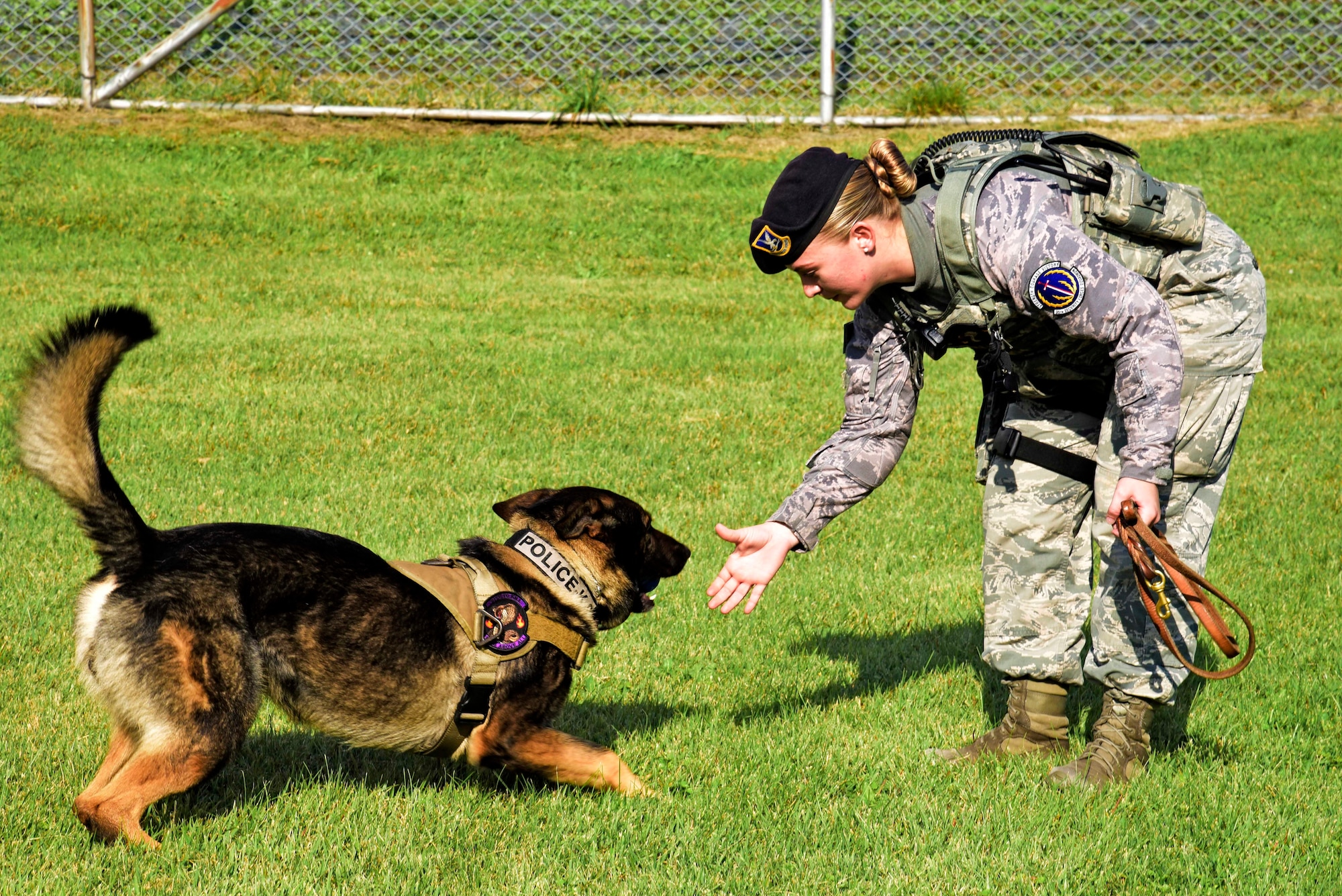 U.S. Air Force Senior Airman Alyssa Stamps, 35th Security Forces Squadron military working dog handler, plays with her dog, Elvis, at Misawa Air Base, Japan, Sept. 23, 2015. To become an MWD handler, Stamps was required to work as an entry-level security forces Airman for at least two years and meet with her previous duty station’s kennel master for approval before applying for the position. (U.S. Air Force photo by Airman 1st Class Jordyn Fetter/Released)