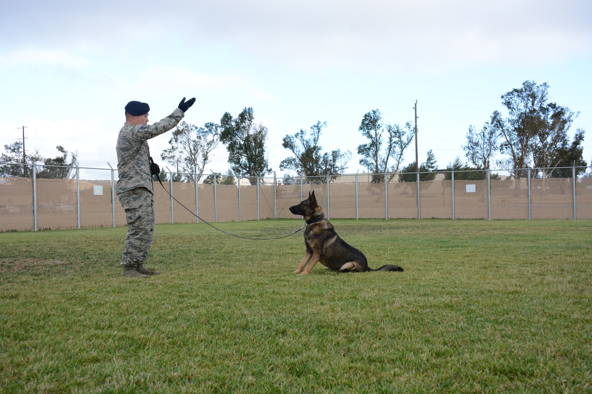 Staff Sgt. Steve Thao, 60th SFS military working dog handler, performs the command for sit Sept. 15 at Travis Air Force Base, California. Paco is trained for scouting, detecting and gunfire detail. (U.S. Air Force photo by Airman 1st Class Amber Carter)