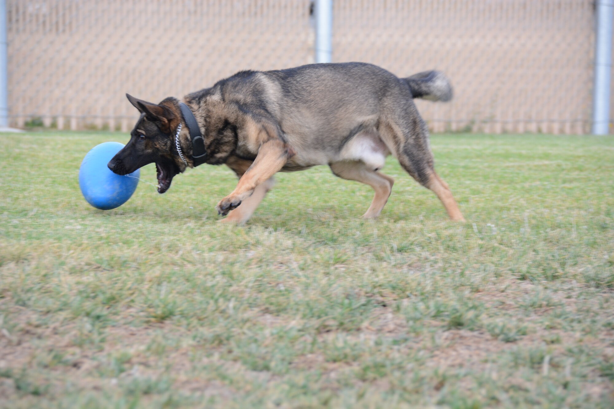 Paco, 60th SFS military working dog, chases a toy Sept. 15 at Travis Air Force Base, California. Although the majority of the day is training, Paco still enjoys chasing around a ball on his free time. (U.S. Air Force photo by Airman 1st Class Amber Carter)