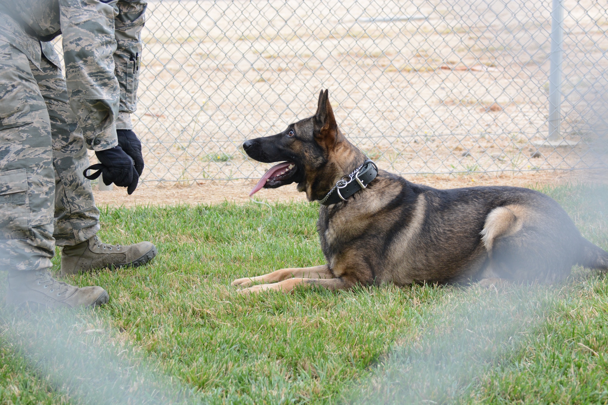 Paco, 60th Security Forces Squadron military working dog, works on his obedience training at Travis Air Force Base, California. Paco, a two-year old German Shepherd, attends a training course at Lackland Air Force Base, Texas, that is a dog version of basic military training. (U.S. Air Force photo by Airman 1st Class Amber Carter)