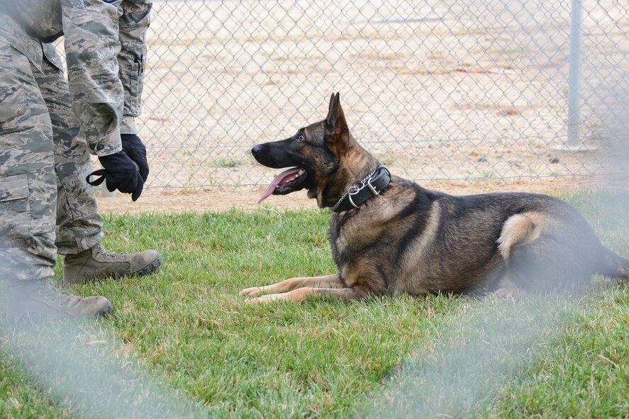 Paco, 60th Security Forces Squadron military working dog, works on his obedience training at Travis Air Force Base, California. Paco, a two-year old German Shepherd, attends a training course at Lackland Air Force Base, Texas, that is a dog version of basic military training. (U.S. Air Force photo by Airman 1st Class Amber Carter)