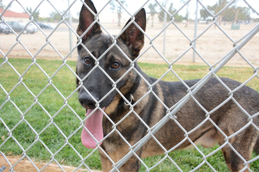 Paco, 60th Security Forces Squadron military working dog, poses for a photo Sept. 15 at Travis Air Force Base, California. Paco is the newest member of the Travis military working dog section. (U.S. Air Force photo by Airman 1st Class Amber Carter)