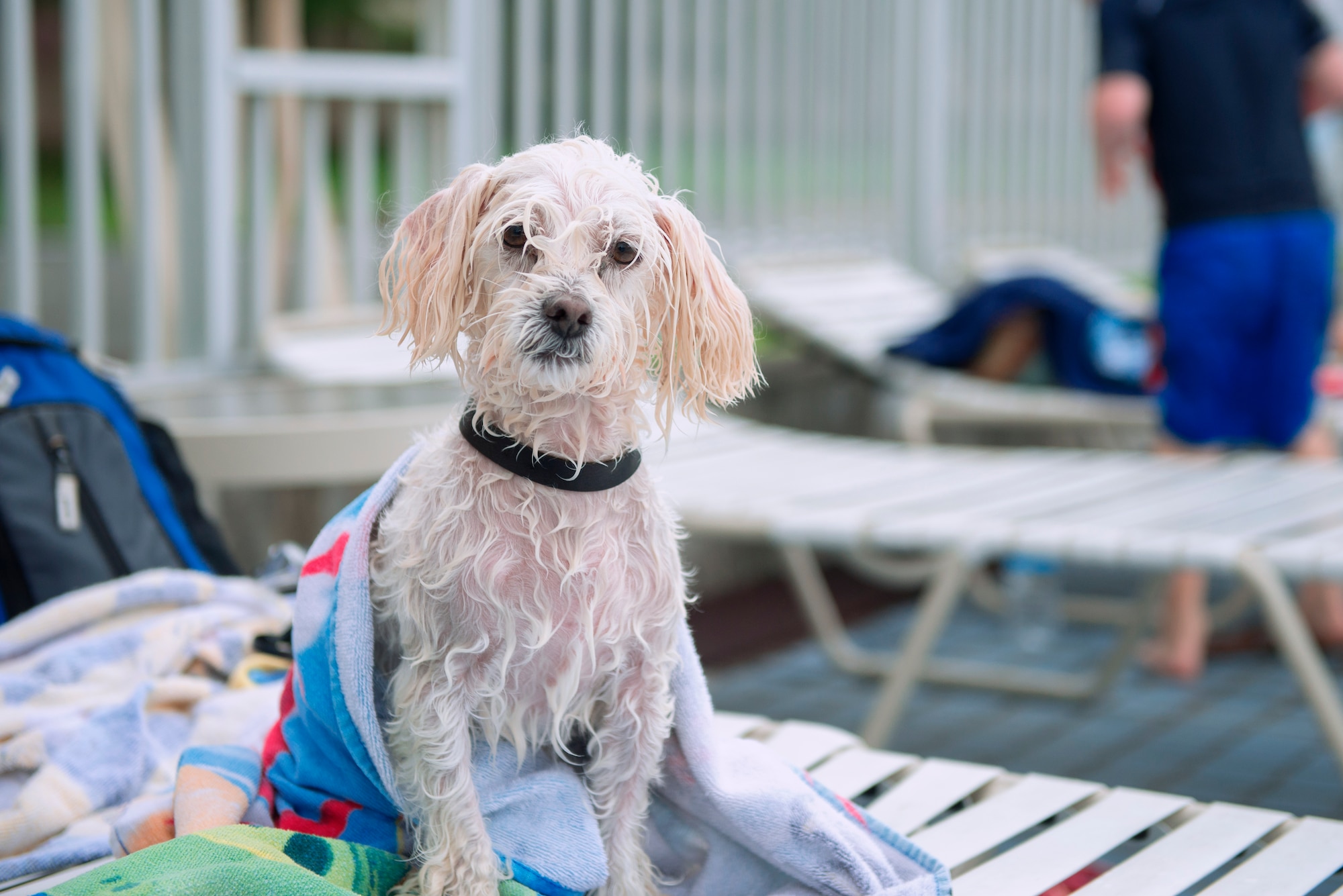 A dog dries off with a towel during the Dog Days of Summer event held at Yokota Air Base, Japan, Sept. 26, 2015. More than 30 dogs and their owners visited the pool for an afternoon of swimming, playing fetch and meeting new friends. (U.S. Air Force photo by Airman 1st Class Delano Scott/Released)