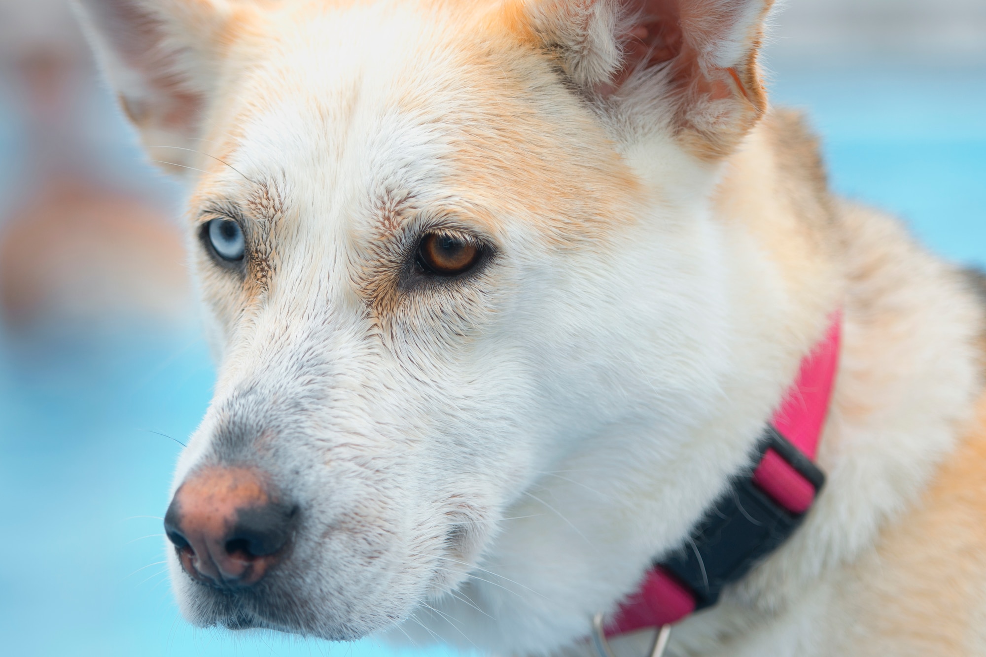 A dog sits near the edge of the Sakana Pool during the Dog Days of Summer event held at Yokota Air Base, Japan, Sept. 26, 2015. More than 30 dogs and their owners visited the pool for an afternoon of swimming, playing fetch and meeting new friends. (U.S. Air Force photo by Airman 1st Class Delano Scott/Released)