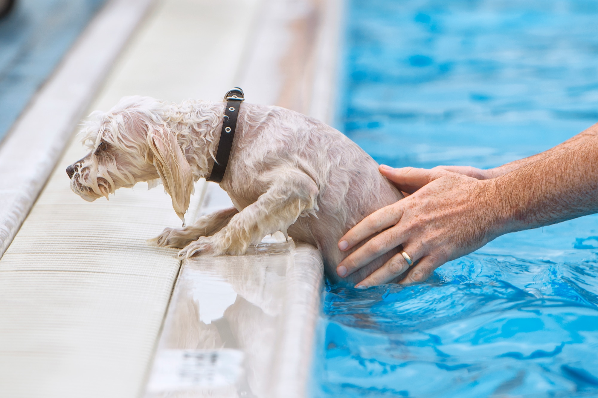 Dogs air best sale swimming
