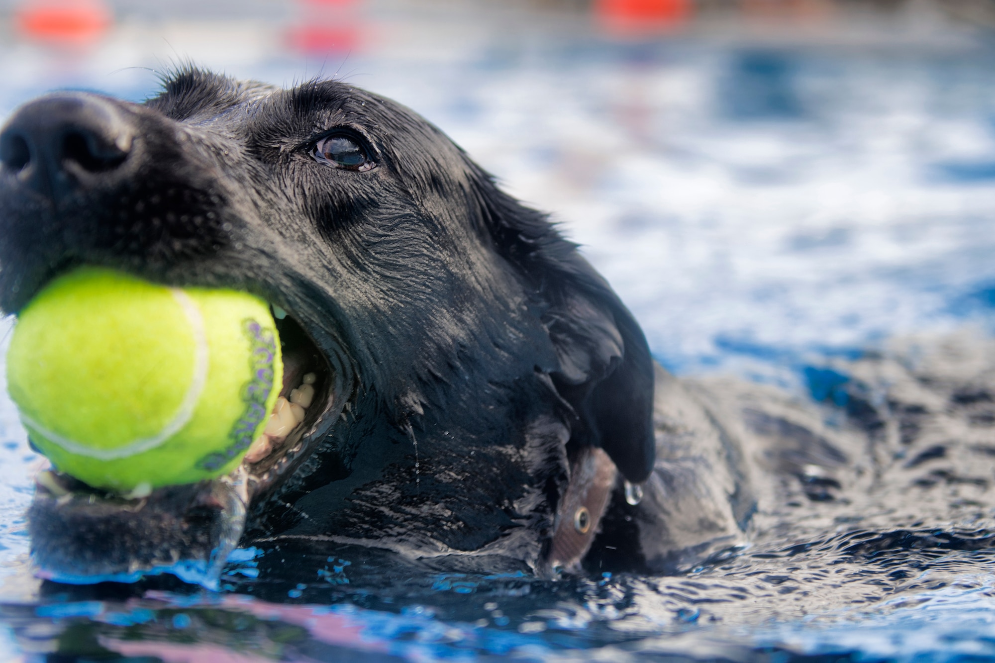 A dog swims in the Sakana Pool during the Dog Days of Summer event held at Yokota Air Base, Japan, Sept. 26, 2015. More than 30 dogs and their owners visited the pool for an afternoon of swimming, playing fetch and meeting new friends. (U.S. Air Force photo by Airman 1st Class Delano Scott/Released)