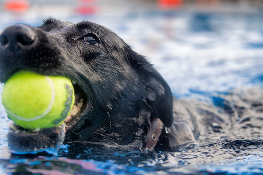 A dog swims in the Sakana Pool during the Dog Days of Summer event held at Yokota Air Base, Japan, Sept. 26, 2015. More than 30 dogs and their owners visited the pool for an afternoon of swimming, playing fetch and meeting new friends. (U.S. Air Force photo by Airman 1st Class Delano Scott/Released)