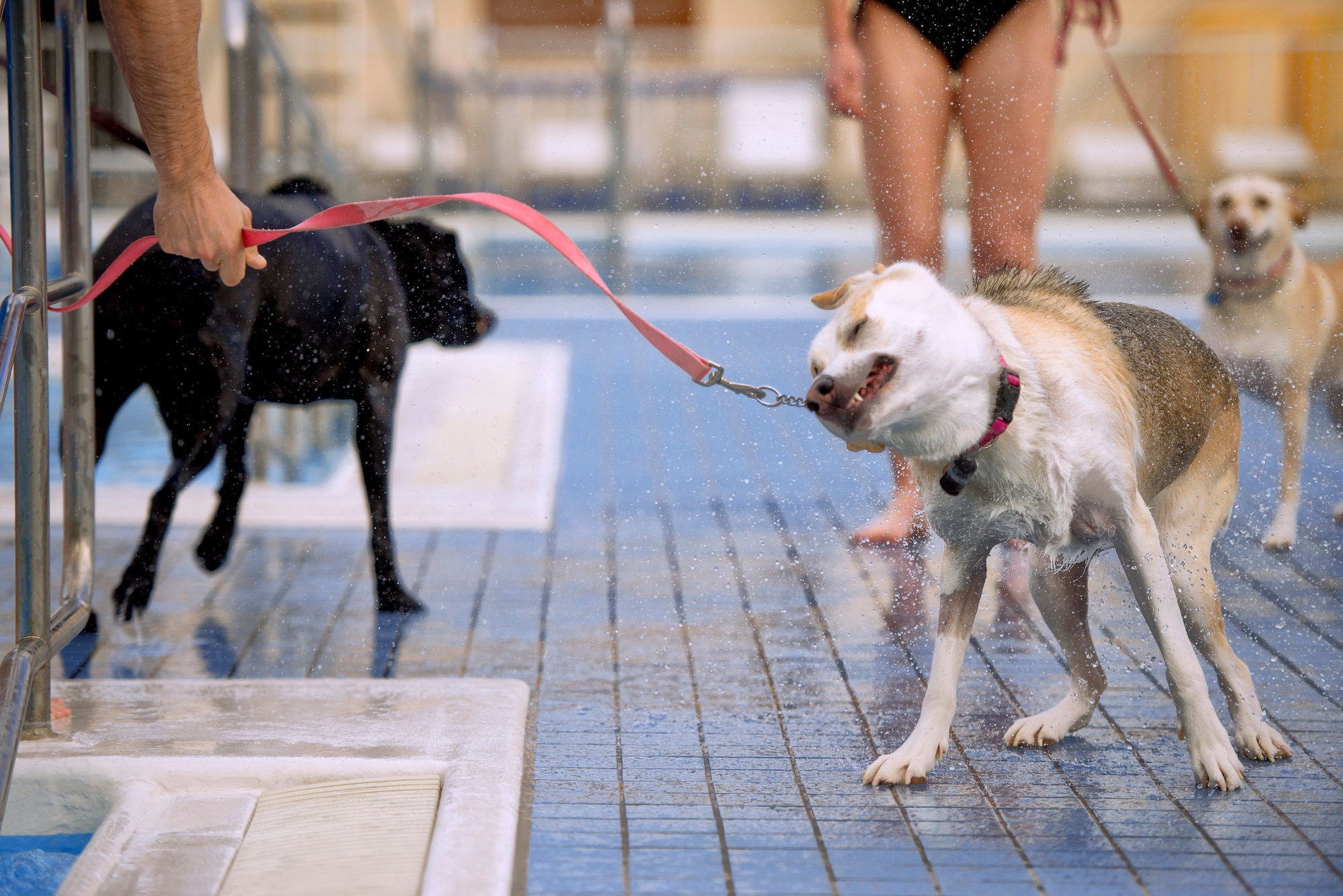 Owners walk their dogs during the Dog Days of Summer event held at Yokota Air Base, Japan, Sept. 26, 2015. The event was held at Sakana Pool and provided and opportunity for Yokota members to swim alongside their dogs before the pool closed for the summer. (U.S. Air Force photo by Airman 1st Class Delano Scott/Released)