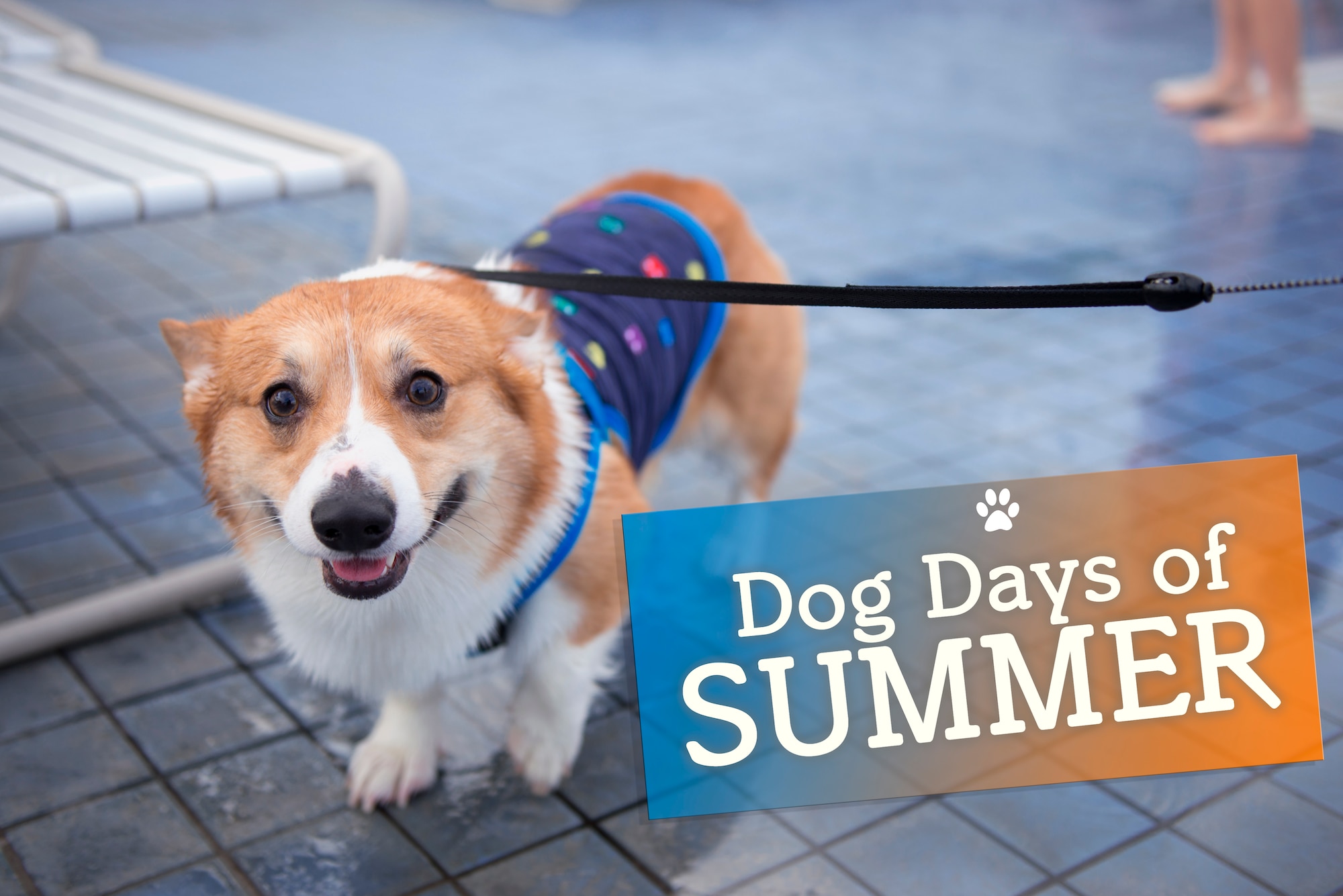 An owner walks their dog during the Dog Days of Summer event held at Yokota Air Base, Japan, Sept. 26, 2015. The event was held at Sakana Pool and provided and opportunity for Yokota members to swim alongside their dogs before the pool closed for the summer. (U.S. Air Force graphic by Airman 1st Class Delano Scott/Released)