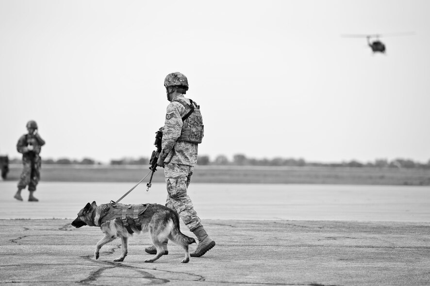 A military working dog and handler from the 5th Security Forces Squadron walk across the hot cargo pad during a training exercise at Minot Air Force Base, N.D., September 24, 2015.  The force-on-force exercise lasted approximately two hours and simulated the protection of nuclear equipment. (U.S. Air Force photo/Airman 1st Class Justin T. Armstrong)