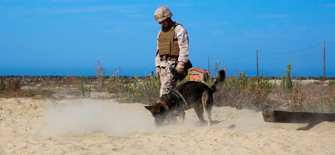 Cpl. Jeremiah Gerber of the Military Working Dog Platoon, Headquarters and Support Company, 1st Law Enforcement Battalion, I Marine Expeditionary Force, leads his drug detection dog, “Rocky,” as he detects a hidden target buried underneath their current position during a training exercise aboard Camp Pendleton, Calif., Sept. 9, 2015. Exercises like this are designed to help military working dogs familiarize themselves with the scent of potentially harmful substances that they may have to track in the field. (U.S. Marine Corps photo by Pvt. Robert Bliss/Released)