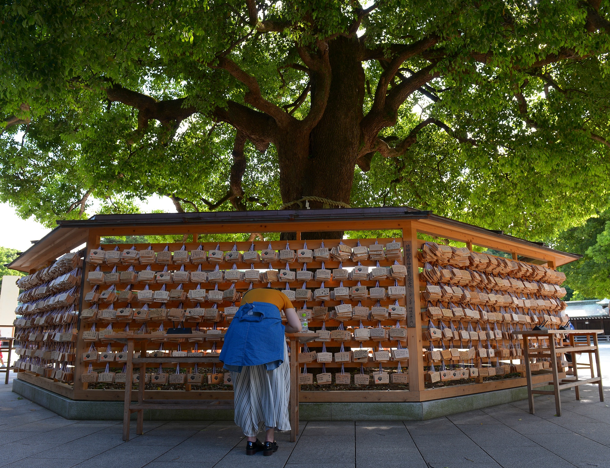 A woman writes her prayers to around the “divine tree” within Meiji Shrine in Tokyo, Japan, Sept. 14, 2015. Visitors may purchase ema, or votive tablets, to write prayers, goals, and statements of gratitude toward the deities enshrined at Meiji. The ema are then hung around the tree, and priests offer prayers in the morning.  (U.S. Air Force photo by Airman 1st Class Elizabeth Baker/Released) 