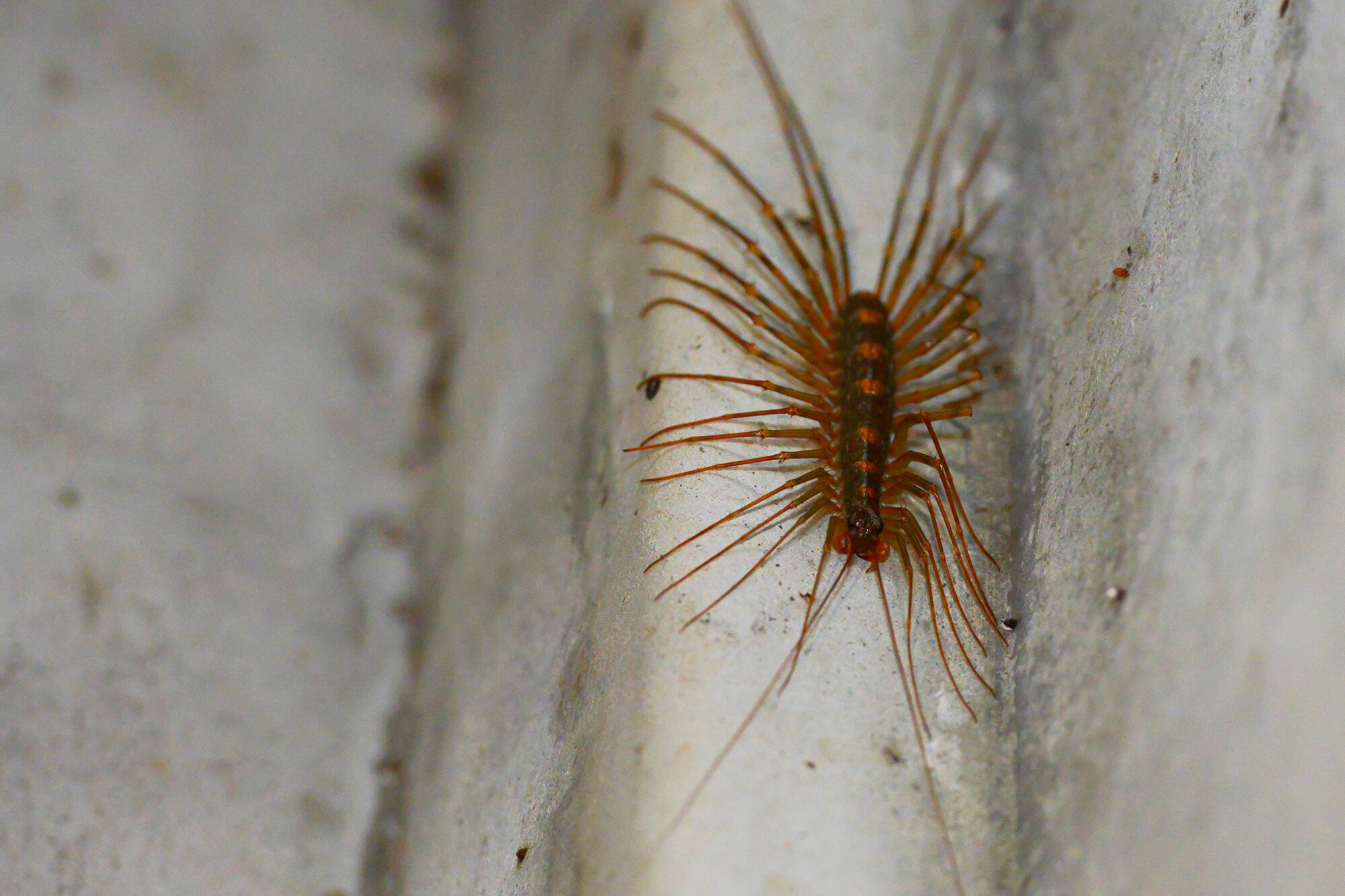 A Japanese house centipede sits inside a bunker at Tama Hills Recreation Area, Japan, Sept. 24, 2015. Participants in the Survival, Evasion, Resistance and Escape combat survival course had to deal with the challenges of a rugged environment, including navigating through thick underbrush and a variety of insects, arachnids and centipedes. (U.S. Air Force photo by Airman 1st Class Elizabeth Baker/Released)