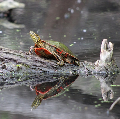 Painted turtle resting on a log.