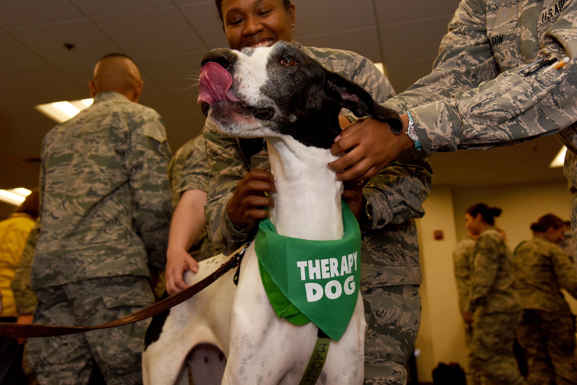 U.S. Air Force Airmen pet Maggie during a therapy dog day at the 315th Training Squadron on Goodfellow Air Force Base, Texas, March 30, 2016. Maggie was one of several dogs from the Concho Kennel Club of San Angelo that helped students destress at the end of a school day. (U.S. Air Force photo by Senior Airman Joshua Edwards/Released)