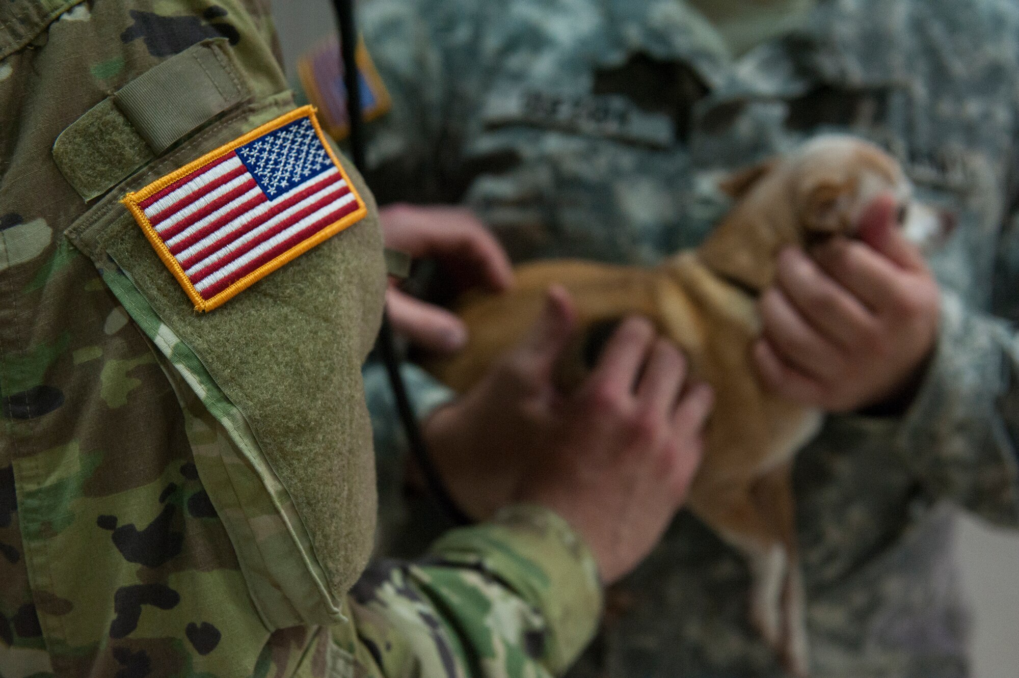 U.S. Army Capt. Drew Henschen, 39th Medical Group veterinarian, and Sgt. 1st Class Eduardo Quezada, 39th MDG veterinary technician, examine a pet during an ordered departure processing line, March 31, 2016, at Incirlik Air Base, Turkey. The pets were examined to ensure they were healthy enough to fly out with their owners. (U.S. Air Force photo by Tech. Sgt. Joshua Jasper/Released)