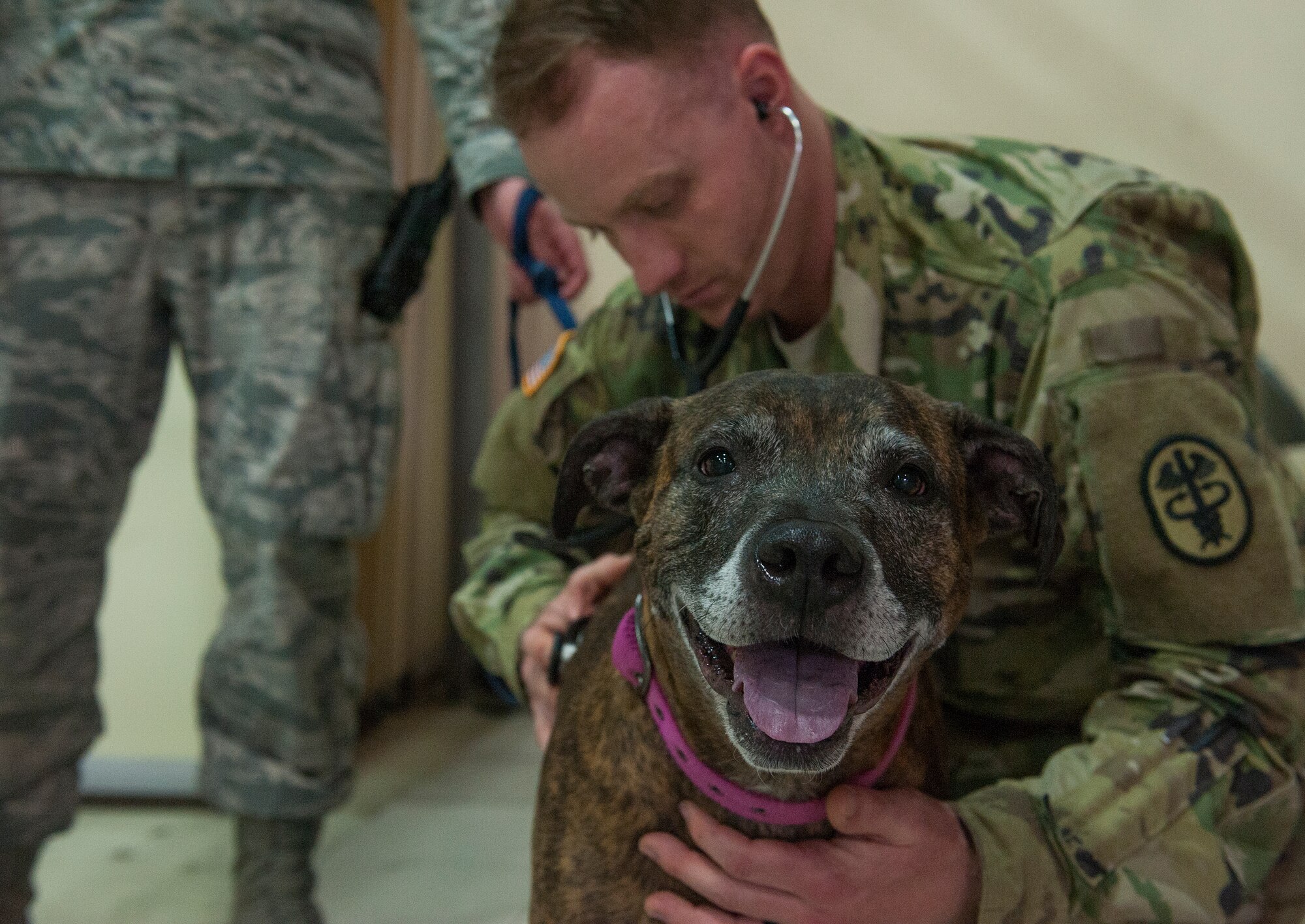 U.S. Army Capt. Drew Henschen, 39th Medical Group veterinarian, examines a pet during an ordered departure processing line, March 31, 2016, at Incirlik Air Base, Turkey. The veterinarian clinic ensured all pets were healthy enough to fly. (U.S. Air Force photo by Tech. Sgt. Joshua Jasper/Released)