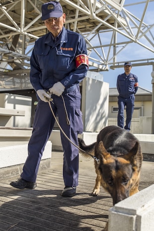 Police Lt. Muneyuki Hirao, a police dog trainer at Hiroshima Prefectural Police Headquarters, and his K-9 search for explosives during joint training with Marines from the Provost Marshal’s Office at Marine Corps Air Station Iwakuni, Japan, March 22, 2016. Trained in a variety of areas such as locating explosives and narcotics and conducting patrols, handlers and their military working dogs train regularly in order to maintain operational readiness, become a more effective team and ensure the safety of the station residents. Sgt. Adrian Nanez, PMO kennel master with Headquarters and Headquarters,  placed explosives in hidden locations while the duo waited out of site, resulting in a more cautious and thorough search, increasing the overall training effectiveness. (U.S. Marine Corps photo by Lance Cpl. Aaron Henson/Released)