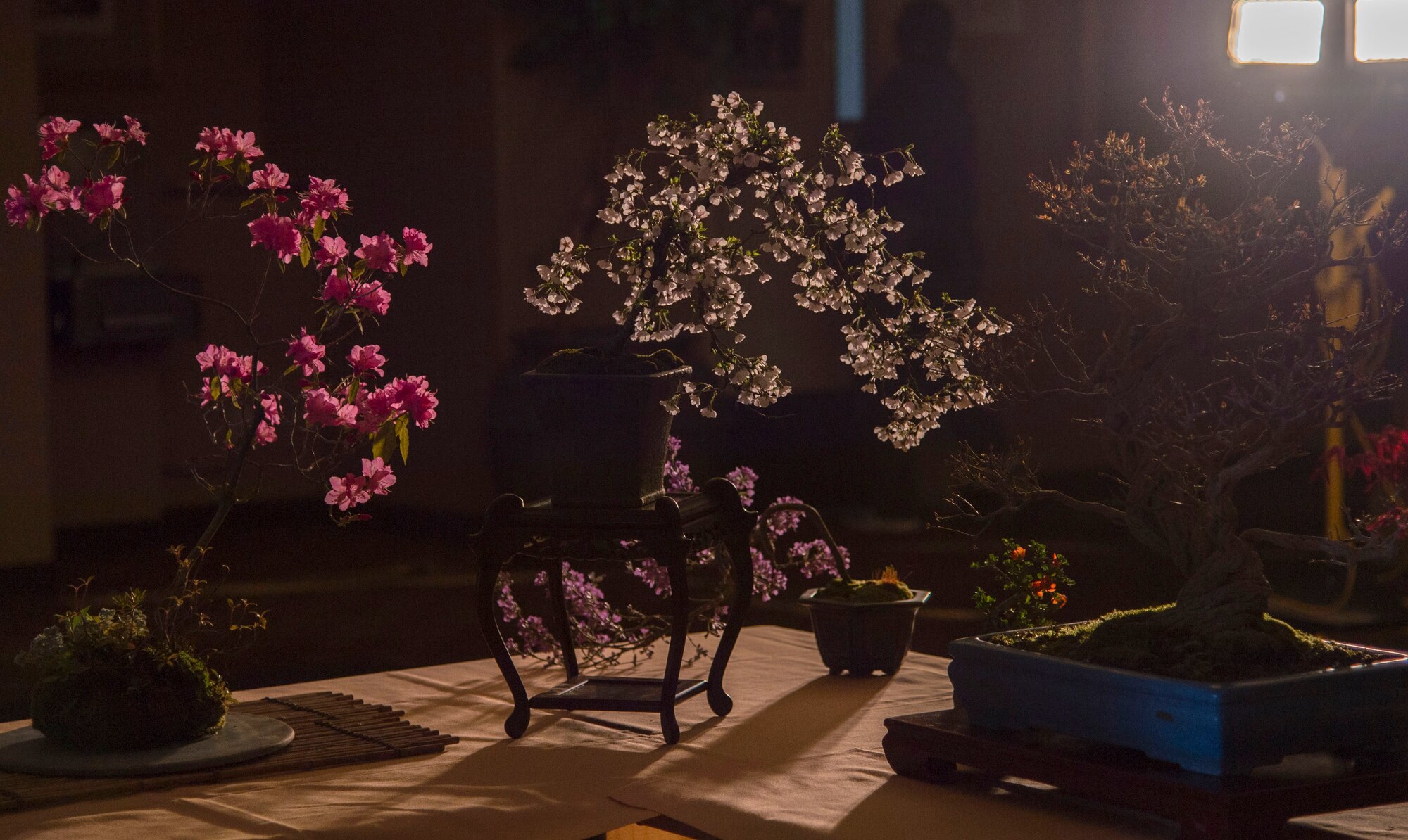 Bonsai trees line the entrance of the enlisted club at Misawa Air Base, Japan, April 2, 2016. The art of growing bonsai trees derives from an ancient Chinese horticulture practice and has been around for more than a thousand years. (U.S. Air Force photo by Airman 1st Class Jordyn Fetter)