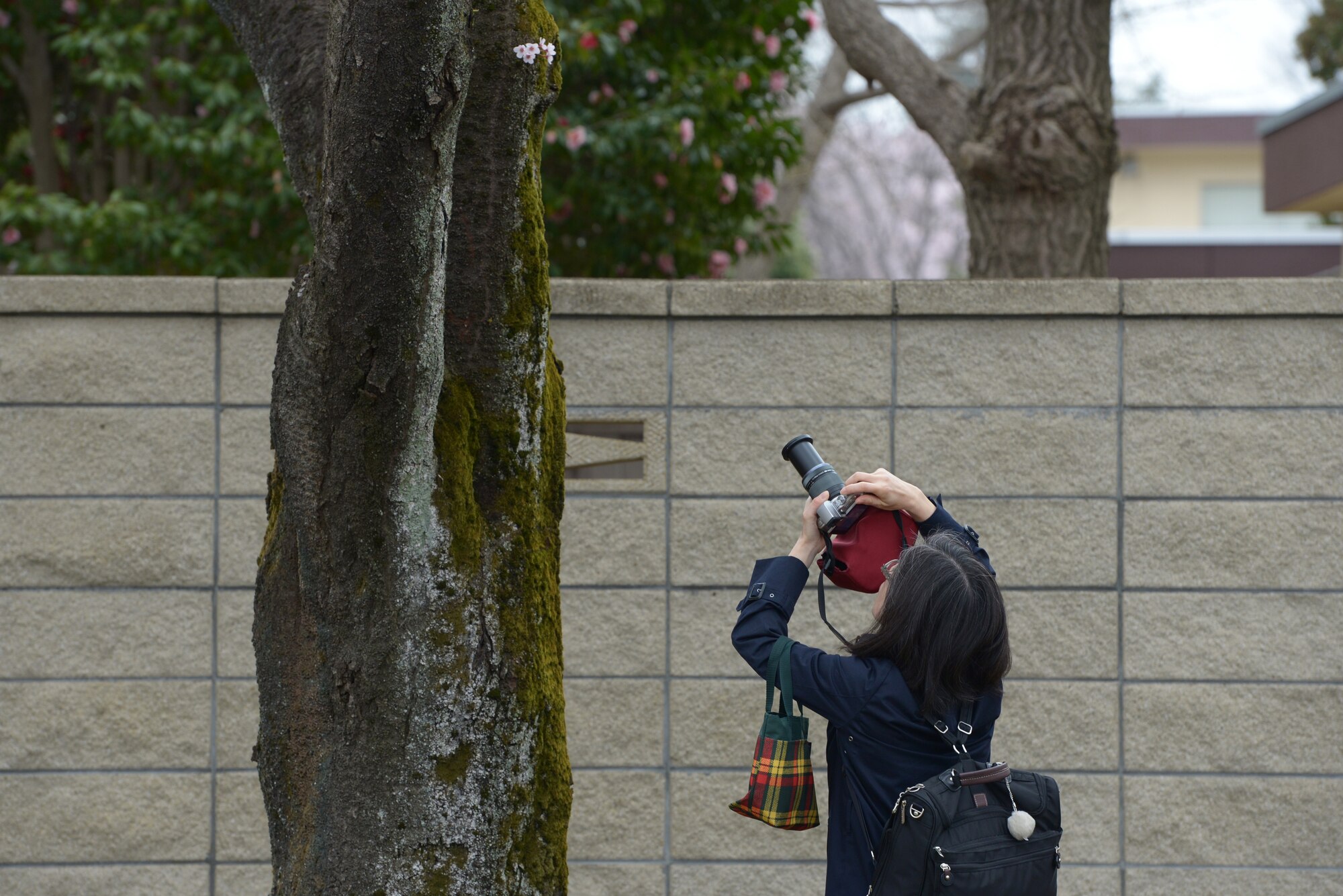 A festivalgoer photographs a Sakura flower during the Sakura Spring Festival at Yokota Air Base, Japan, April 2, 2016. Approximately 5,000 people attended the event to celebrate the coming of spring and to experience a blend of American and Japanese culture. (U.S. Air Force photo by Staff Sgt. Cody H. Ramirez/Released)