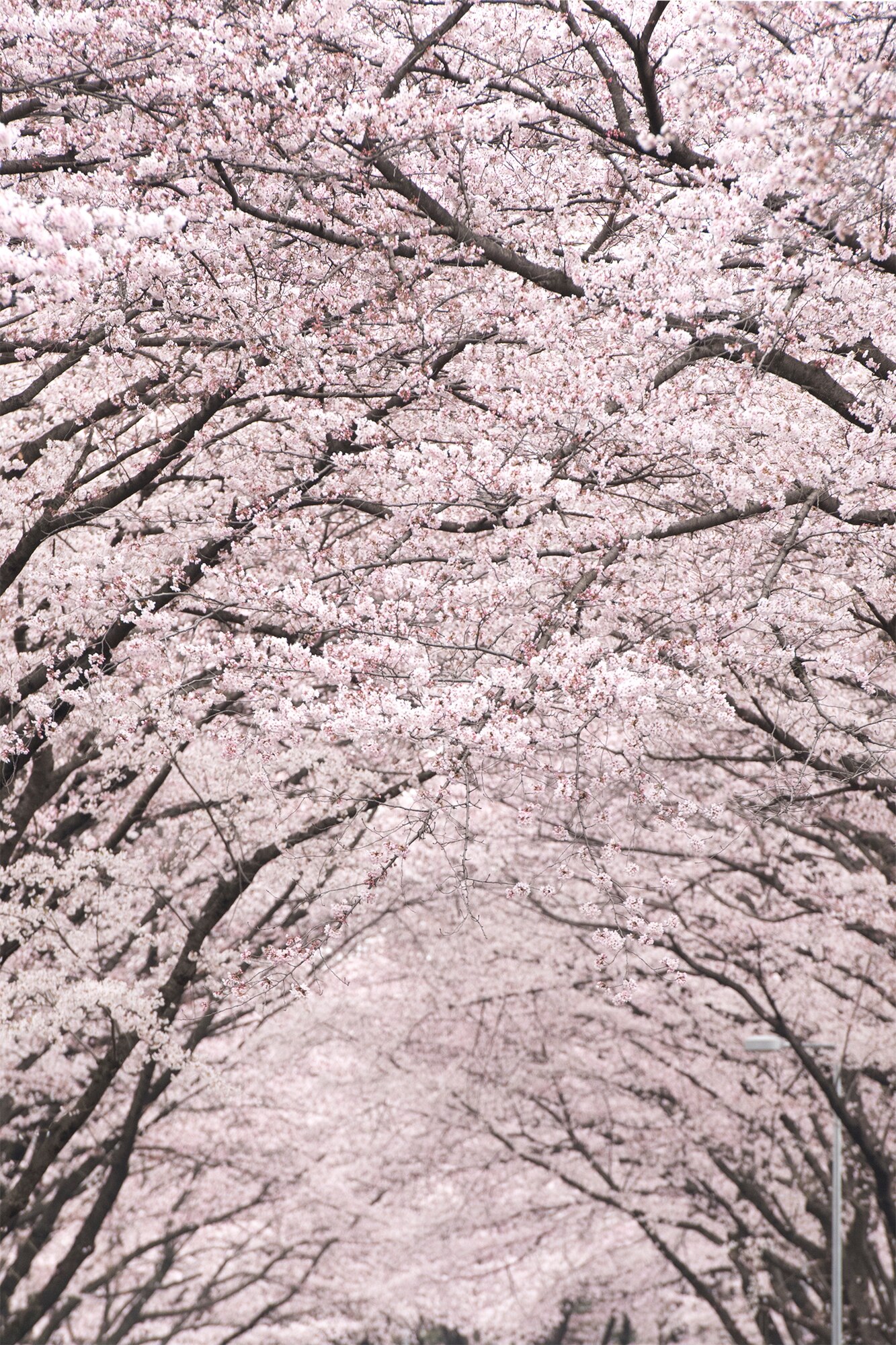 Cherry blossoms are in full bloom along McGuire Ave. at Yokota Air Base, Japan, April 2, 2016, during the Sakura Spring Festival. Approximately 5,000 visitors attended the one-day event to view cherry blossom trees and participate in American and Japanese cultural exchanges. (U.S. Air Force photo by Machiko Imai/Released)