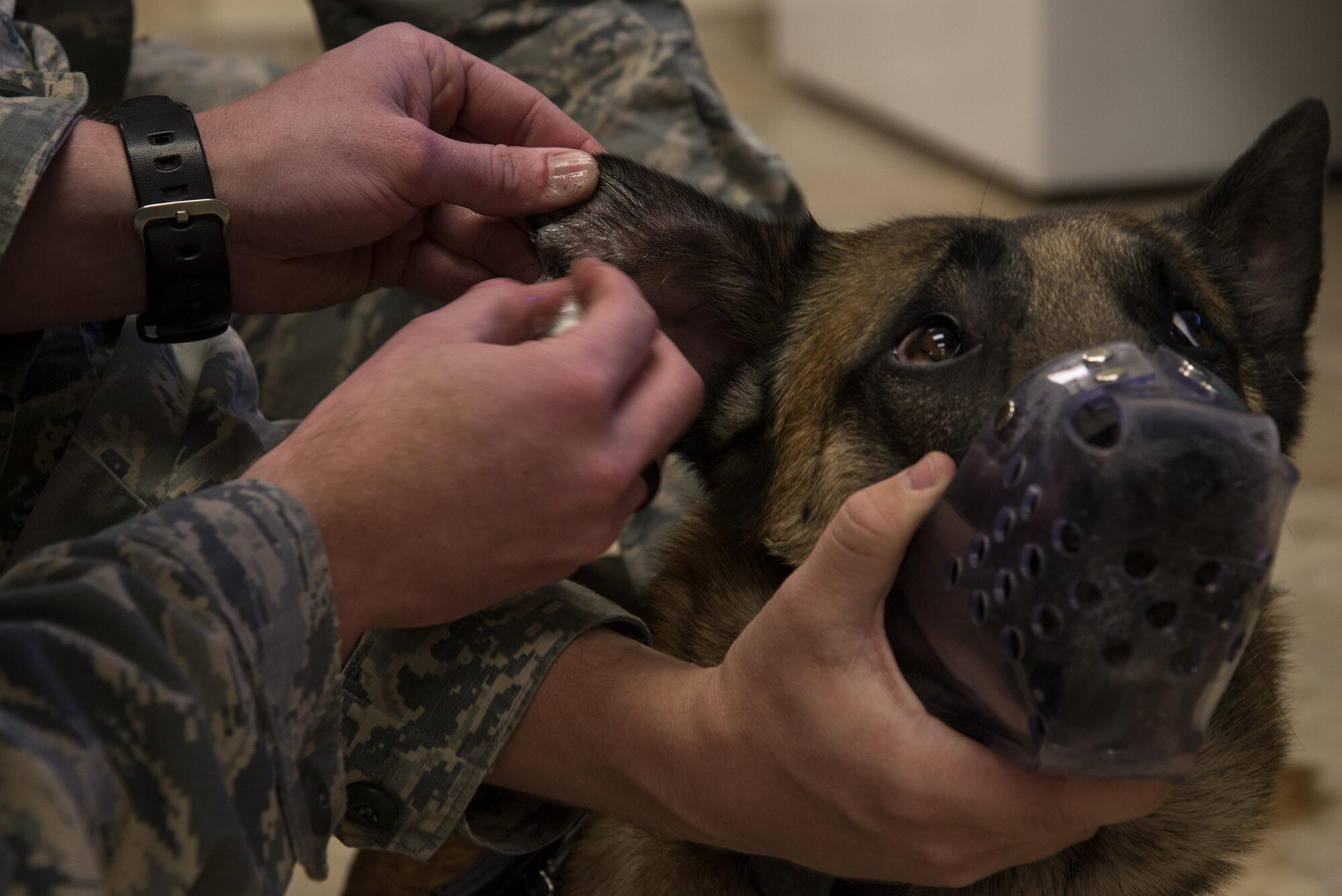 U.S. Air Force Senior Airman Cody Carr, 823d Base Defense Squadron Military Working Dog handler cleans an injury on the ear of MWD Norton, 823d BDS, during a routine check-up, April 5, 2016 at Moody Air Force Base, Ga. Veterinarians use dermachiler medical scrub to clean cuts in order to prevent infection. (U.S. Air Force photo by Airman 1st Class Janiqua P. Robinson/Released)