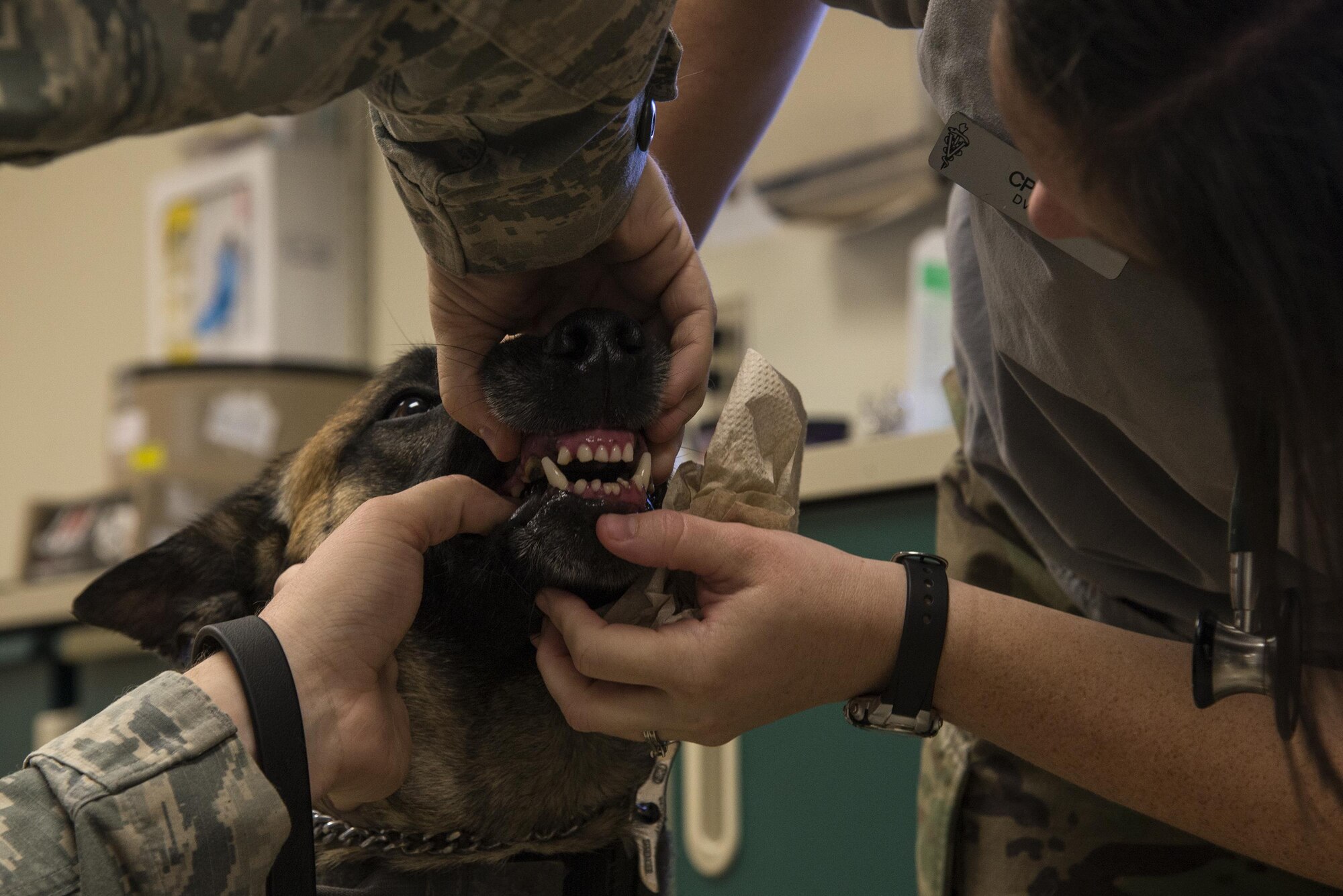 U.S. Army Capt. Lauren Seal, Veterinary Clinic officer in charge, checks the teeth of U.S. Air Force Military Working Dog Norton, 823d Base Defense Squadron, during a routine check-up, April 5, 2016 at Moody Air Force Base, Ga. With the help of MWD handlers, Seal weighed Norton and checked his temperature, breathing and heart rate during his post temporary duty assignment check-up. (U.S. Air Force photo by Airman 1st Class Janiqua P. Robinson/Released)