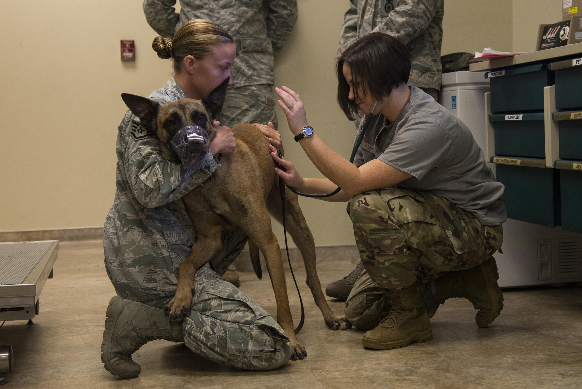 U.S. Air Force Military Working Dog Azik, 823d Base Defense Squadron, rests on U.S. Air Force Staff Sgt. Jessica Woodall, 823d BDS MWD handler, while U.S. Army Capt. Lauren Seal, Veterinary Clinic officer in charge, checks his lungs, April 5, 2016 at Moody Air Force Base, Ga. In addition to medical care as needed, MWD’s get check-ups at the end of every month and get full physicals every six months. (U.S. Air Force photo by Airman 1st Class Janiqua P. Robinson/Released)