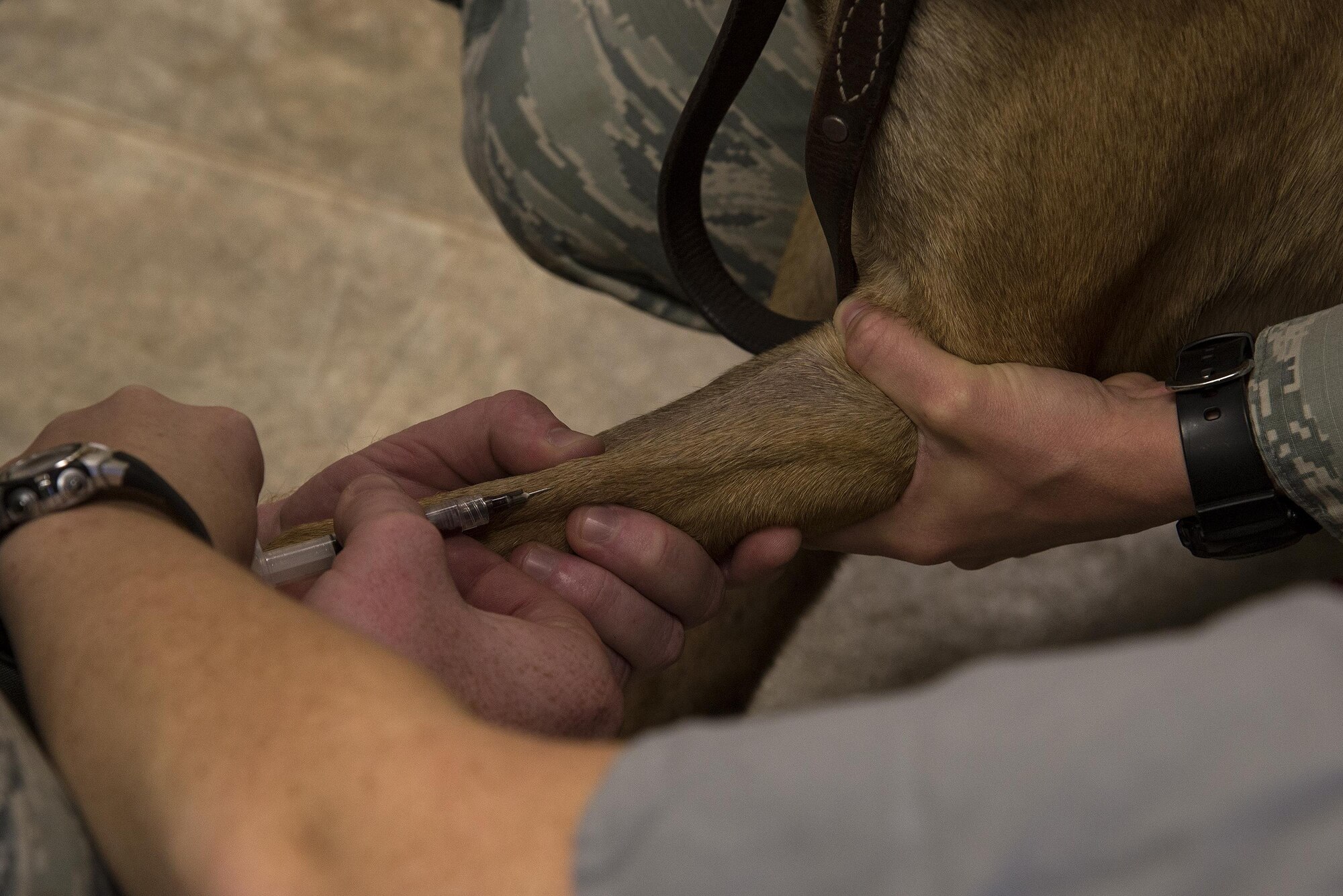 U.S. Army Capt. Lauren Seal, Veterinary Clinic officer in charge, draws blood from U.S. Air Force Military Working Dog Azik, 823d Base Defense Squadron, April 5, 2016 at Moody Air Force Base, Ga. Moody’s veterinarians do blood work prior to any surgery, to be sure there are no underlying problems like immune system issues or low blood cell count that could cause the MWD harm. (U.S. Air Force photo by Airman 1st Class Janiqua P. Robinson/Released)
