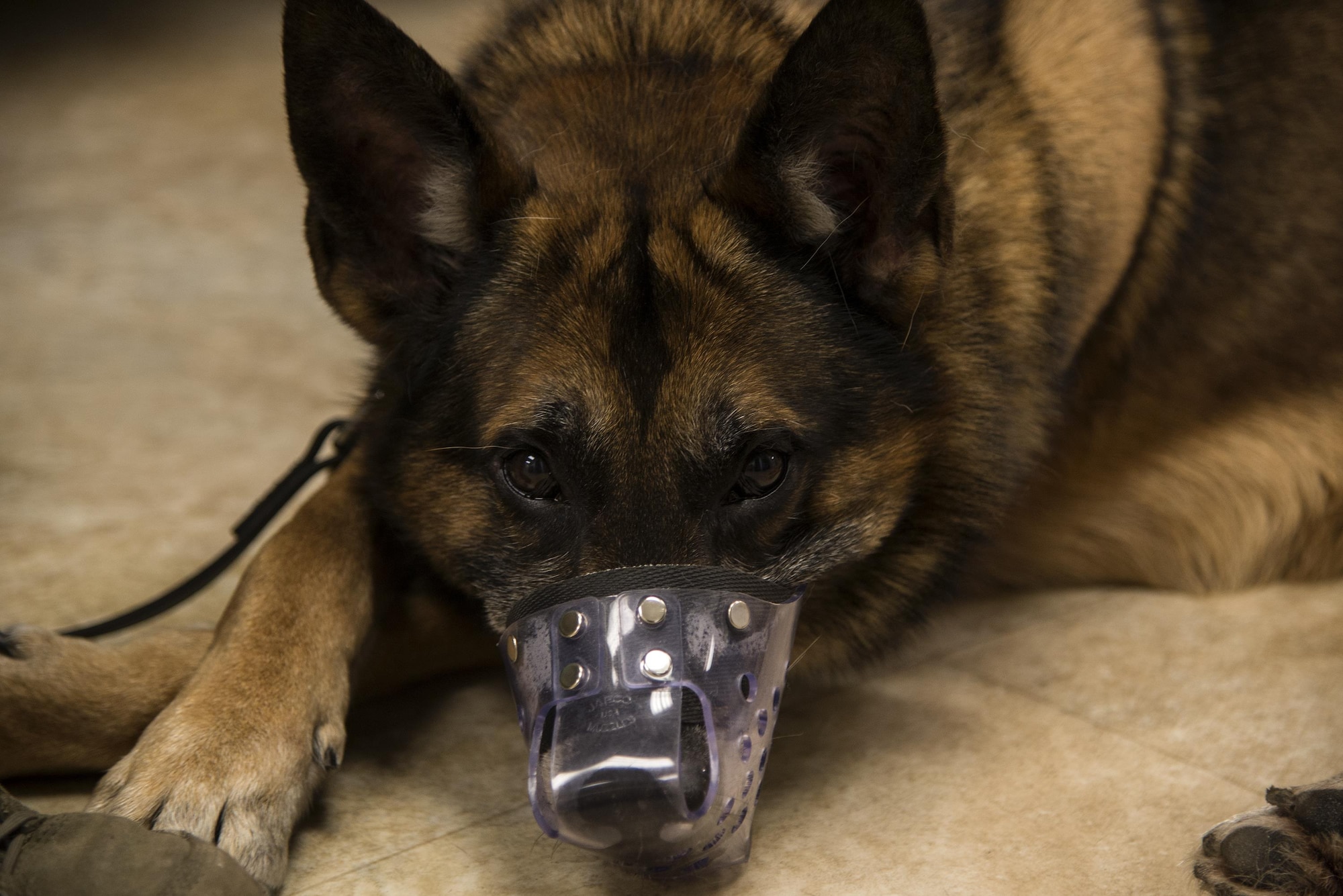 U.S. Air Force Military Working Dog Rambo, 823d Base Defense Squadron, lays down during a routine check-up, April 5, 2016 at Moody Air Force Base, Ga. The Veterinarian Clinic here sees all of Moody’s MWD’s as well as service members’ pets. (U.S. Air Force photo by Airman 1st Class Janiqua P. Robinson/Released)