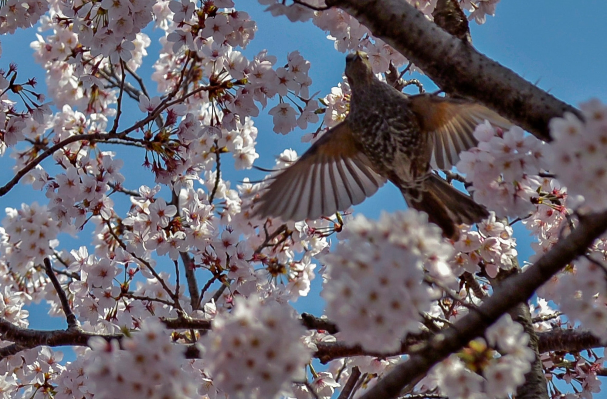 A bird flies through a Sakura tree at Yokota Air Base, Japan, March 31, 2016. The trees blossom yearly in late March or early April time frame throughout Japan. (U.S. Air Force photo by Senior Airman David Owsianka/Released)