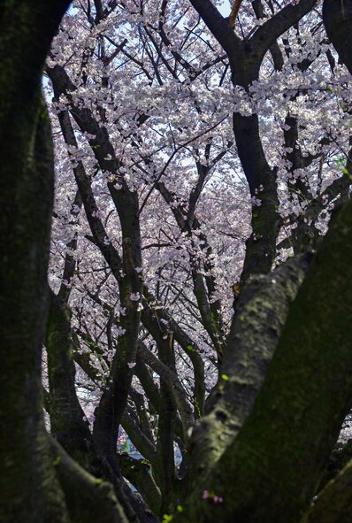 Sakura trees blossom at Yokota Air Base, Japan, March 31, 2016. The trees blossom yearly in late March or early April time frame throughout Japan. (U.S. Air Force photo by Senior Airman David Owsianka/Released)