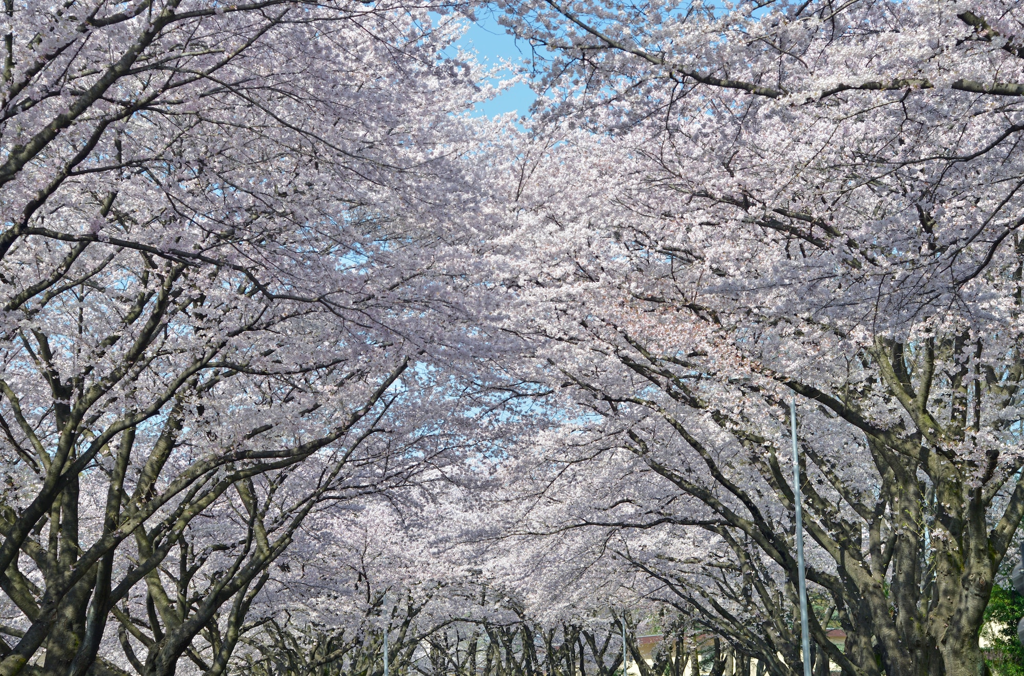 Sakura trees fully bloom at Yokota Air Base, Japan, March 31, 2016. Cherry blossoms are also closely related to other Prunus trees such as the almond, peach, plum and apricot trees. (U.S. Air Force photo by Senior Airman David Owsianka/Released)