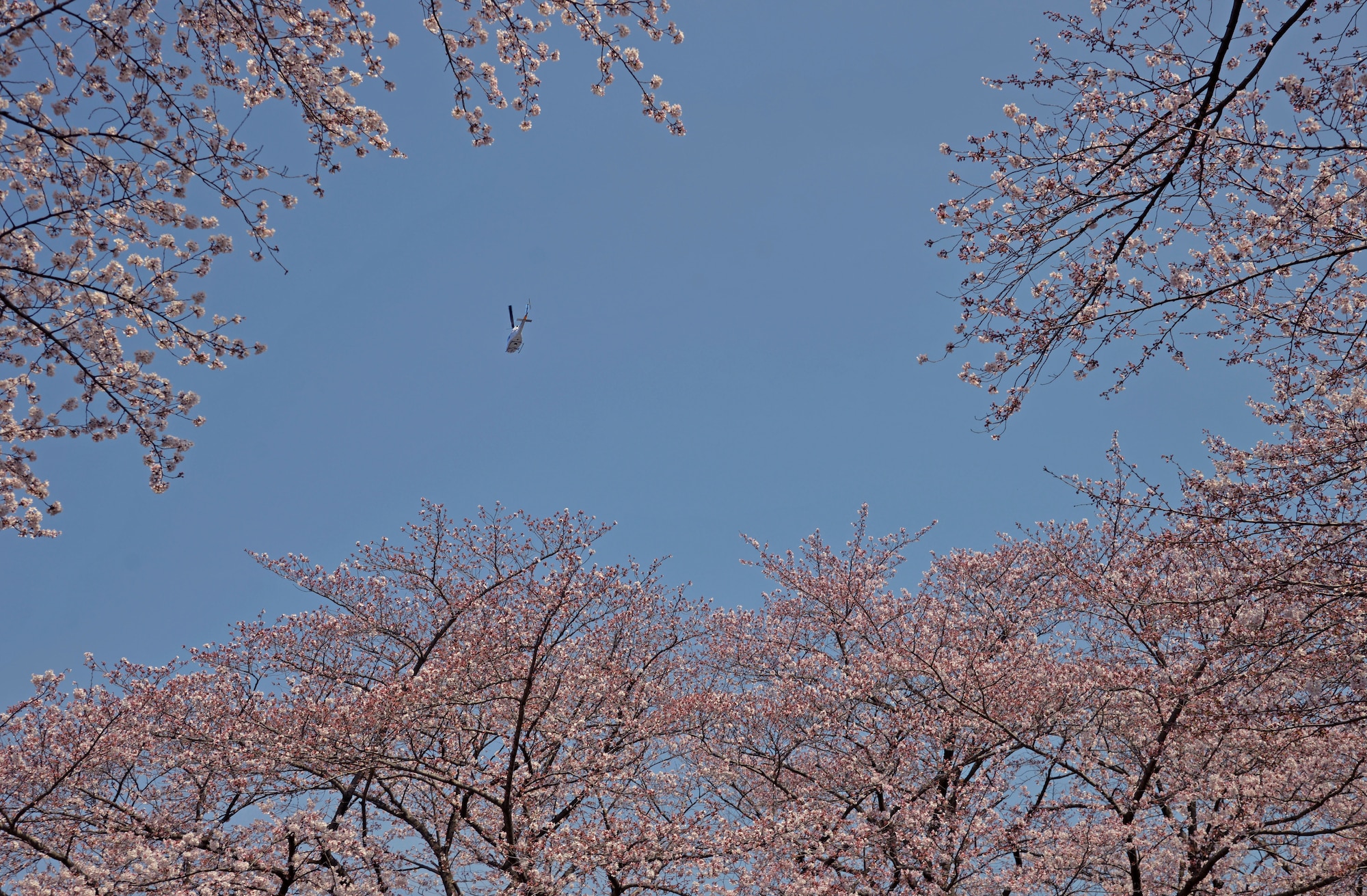 A UH-1N Huey helicopter with the 459th Airlift Squadron flies over Sakura trees at Yokota Air Base, Japan, March 31, 2016. The 459 AS assists Yokota in providing responsive airlift support throughout the Indo-Asia Pacific Region. (U.S. Air Force photo by Senior Airman David Owsianka/Released)