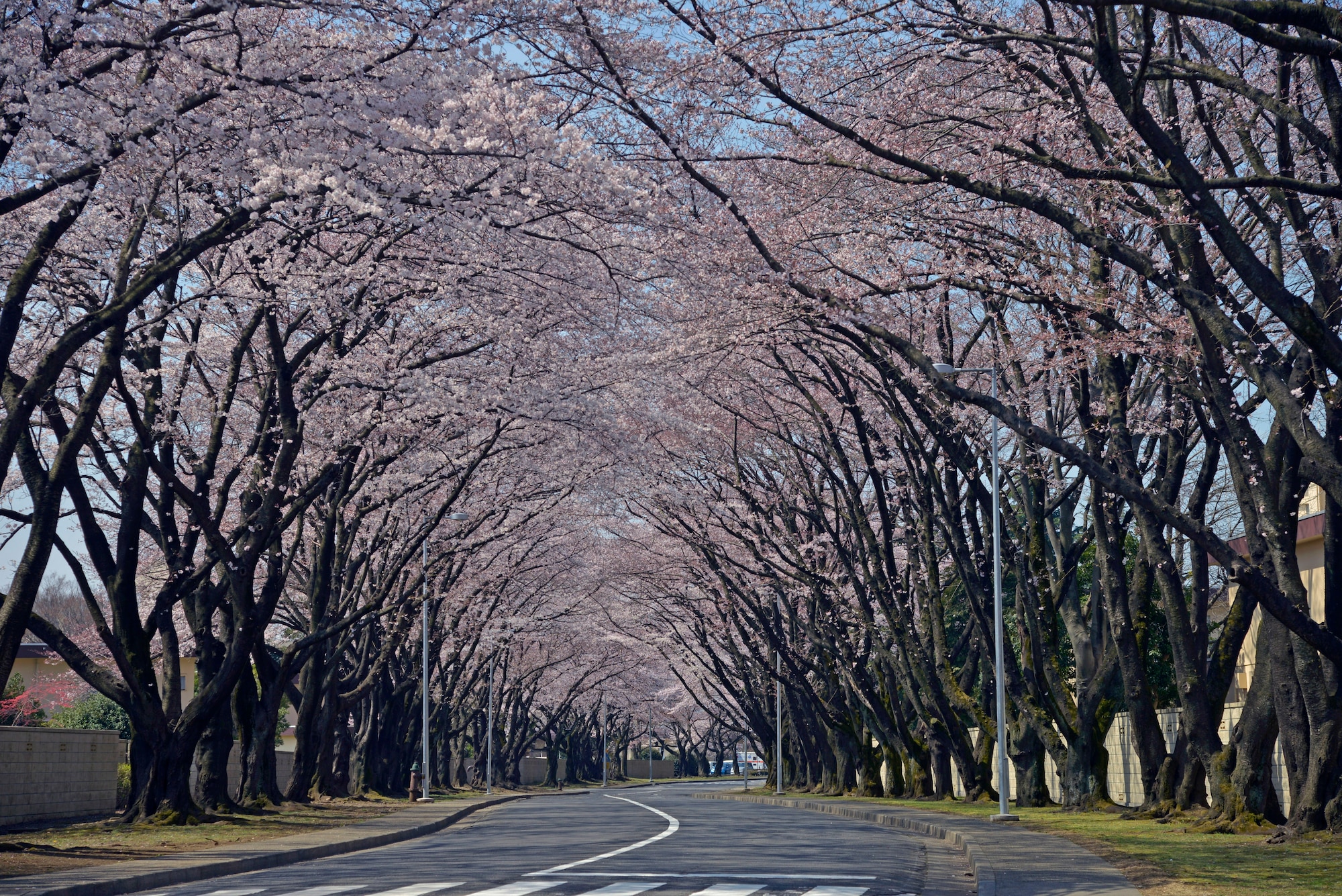 Sakura trees blossom at Yokota Air Base, Japan, March 31, 2016. A cherry blossom is the flower of several different types of Prunus trees, also called Sakura trees. (U.S. Air Force photo by Senior Airman David Owsianka/Released)