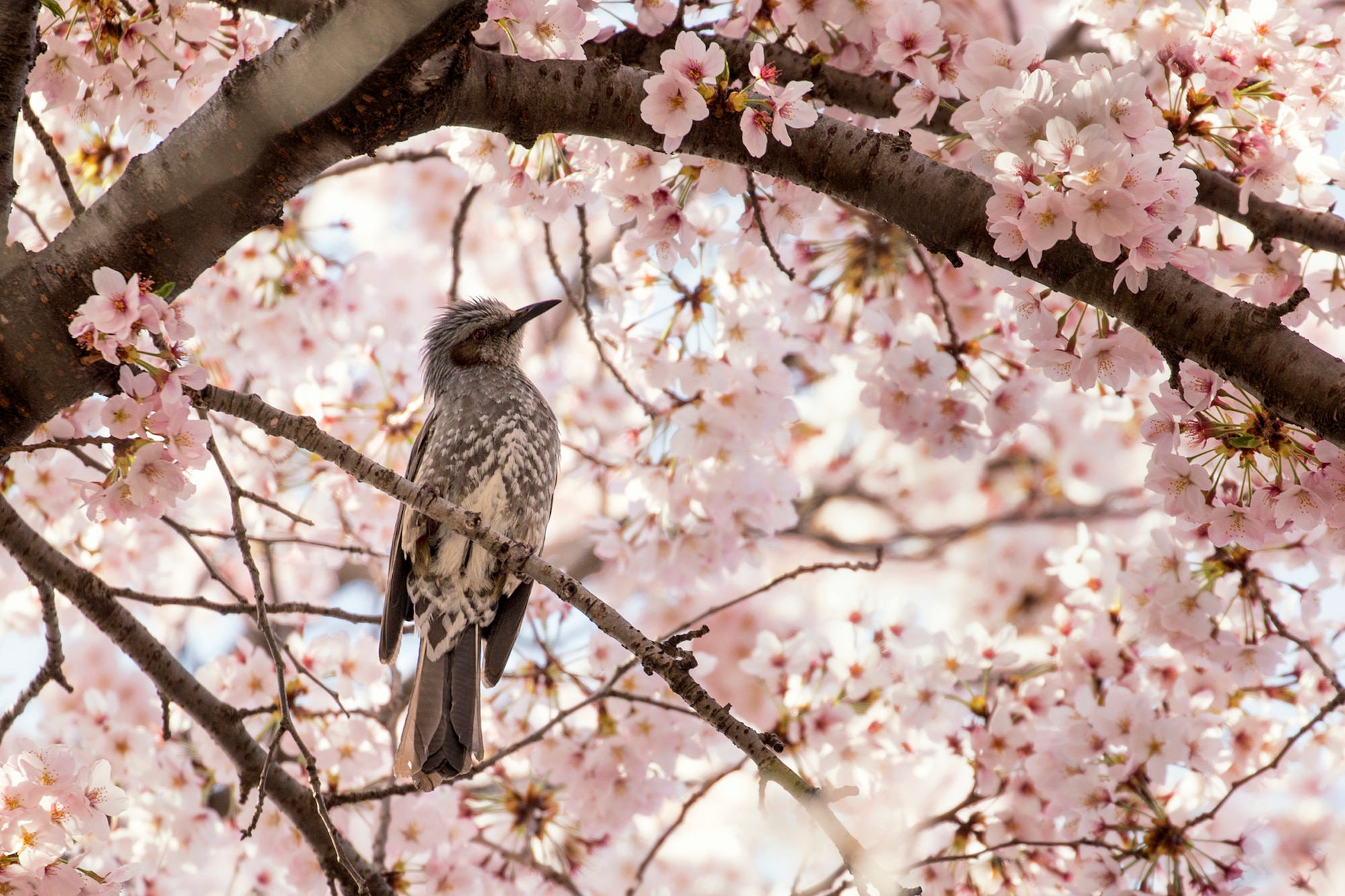 A bird rests on a cherry blossom tree at Yokota Air Base, Japan, April 6, 2016. According to the Japan Meteorological Agency, the Sakura trees reached full bloom three days earlier than the previous year. (U.S. Air Force photo by Yasuo Osakabe/Released)