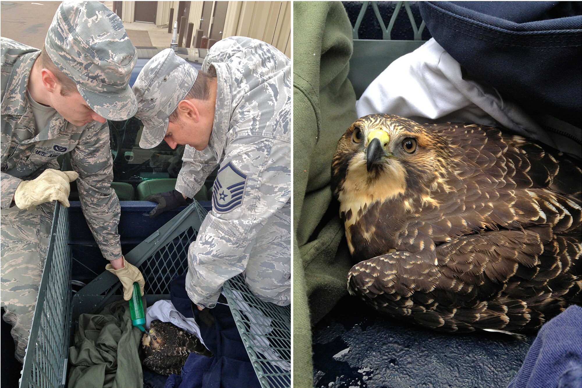 Part of the daily work of the natural resources conservation program at Malmstrom Air Force Base, is collaboration with pest management. An injured Swainson’s hawk found by base personnel is assisted by Entomology Shop personnel and subsequently relocated to a local rehabilitation center. The conservation program, managed by the 341st Civil Engineer Squadron at Malmstrom Air Force Base, Montana, was the recipient of the Thomas D. White Environmental Award for natural resources conservation in the small installation category. (Courtesy Photo)