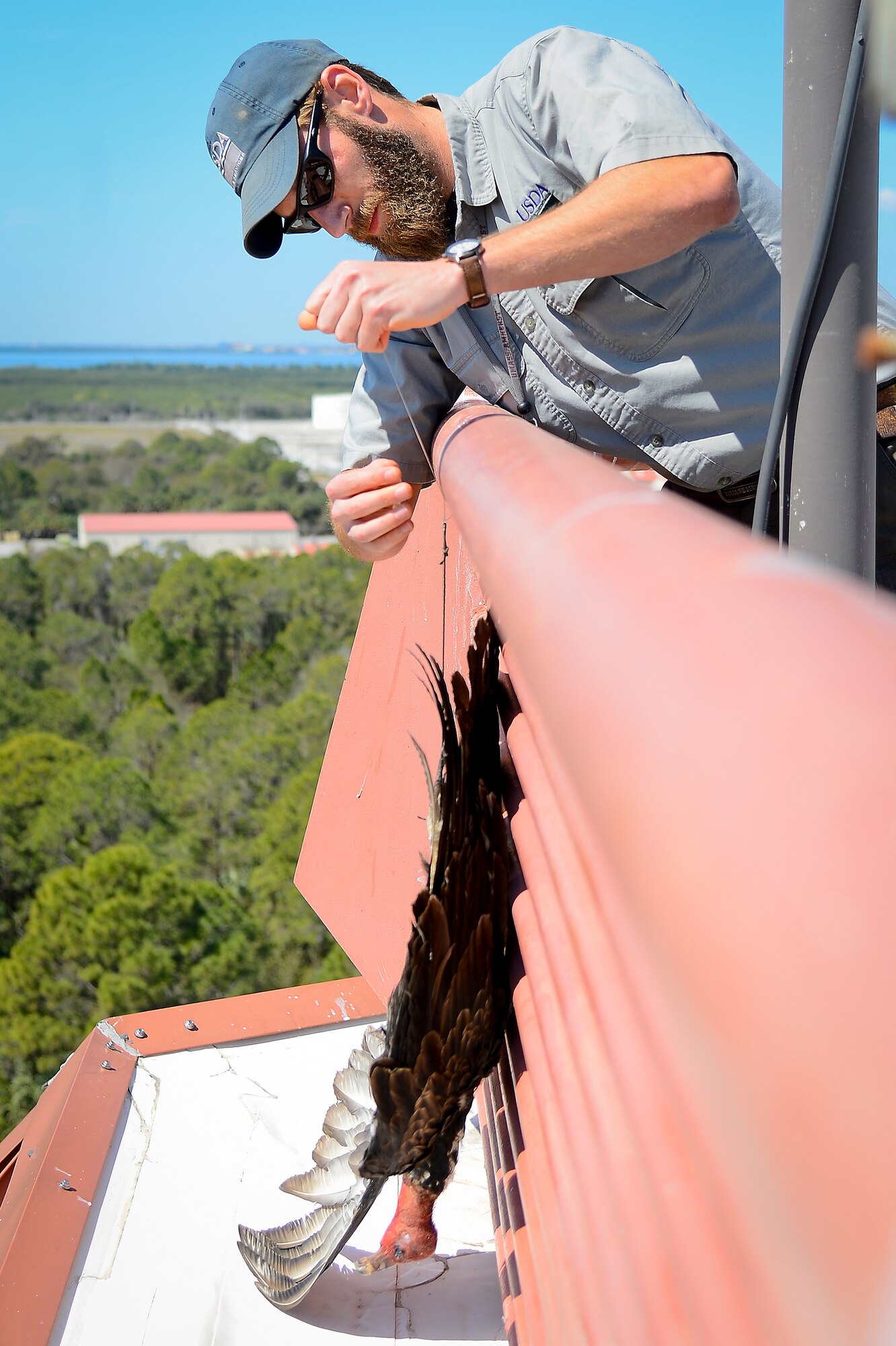 Kory McLellan, a wildlife biologist with the United States Department of Agriculture, hangs a vulture effigy on the side of the Air Traffic Control Tower at MacDill Air Force Base, Fla., March 1, 2016. Effigies are used to deter vultures from loafing, roosting, or being in the general area of MacDill. (U.S. Air Force photo by Senior Airman Ned T. Johnston)
