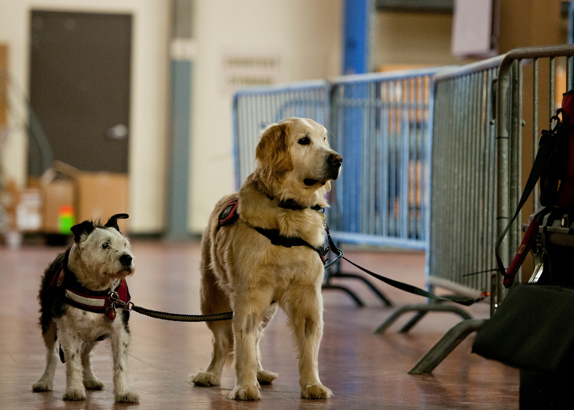 Moe and Chase, two service dogs react to the sound of the applause happening at a morning shooting contest at Eglin Air Force Base, Fla., April 8.  The base-hosted, week-long Warrior Games training camp was the last team practice session before the yearly competition in June.  (U.S. Air Force photo/Samuel King Jr.)