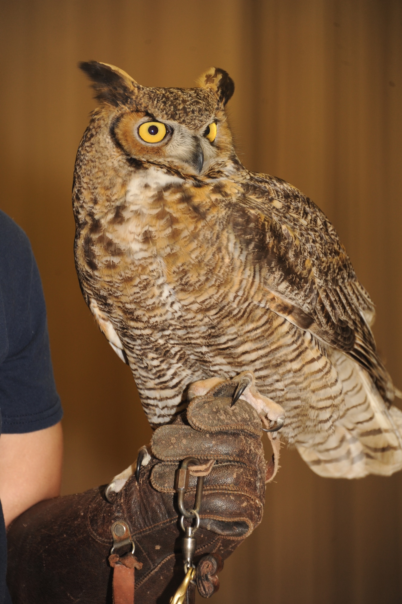 Catalina, the Great Horned Owl, rests on the hand of her handler, Alejandra Palacio, Alabama 4-H Science School educational instructor, during the Birds of Prey demonstration April 8, 2016, at Maxwell Air Force Base, Alabama. The students received a close-up look of the birds, while also learning about their habitat. (U.S. Air Force photo by Airman 1st Class Alexa Culbert)