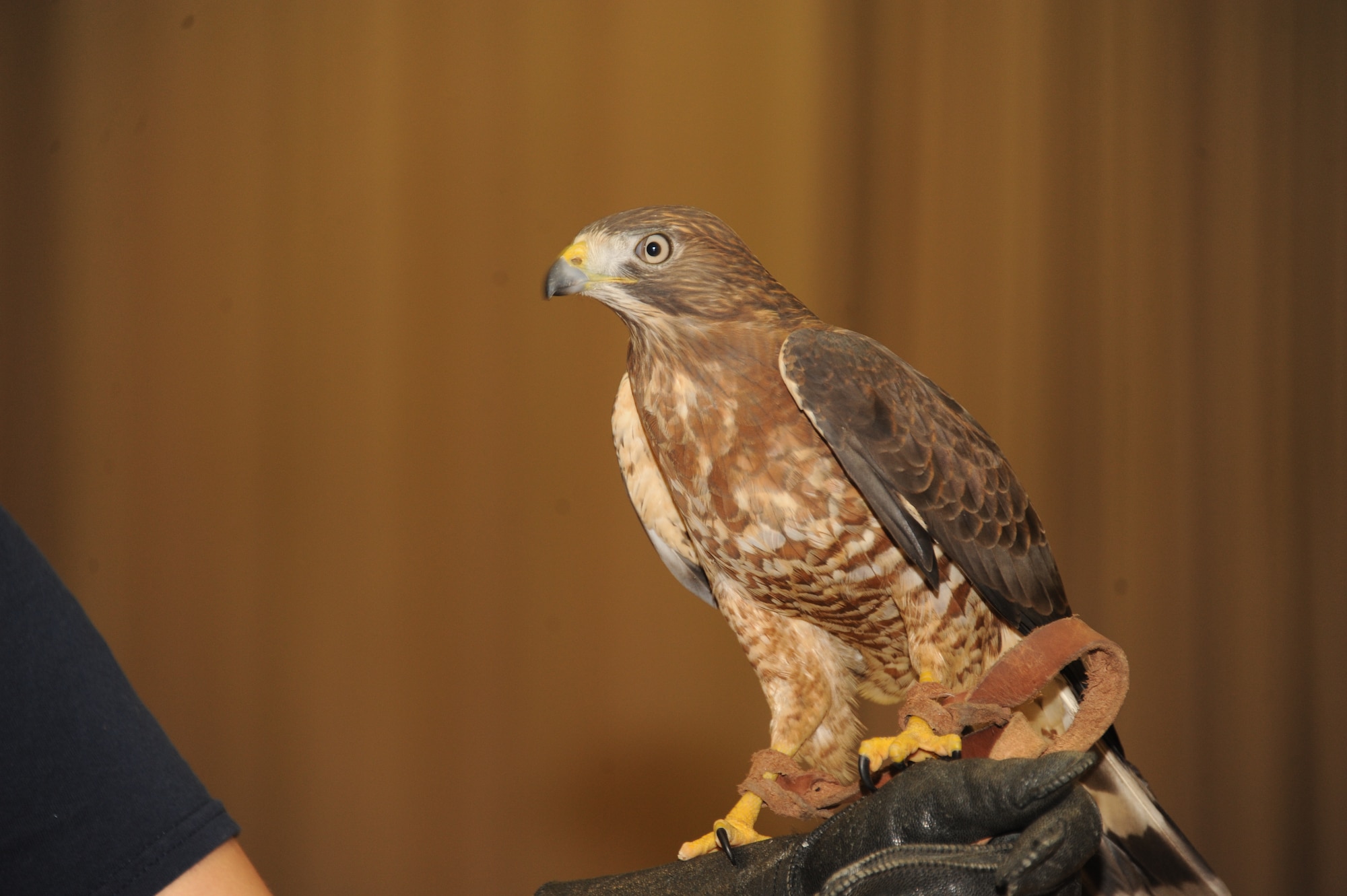 Costa, the Broad Winged Hawk, perches on the hand of its handler, Alejandra Palacio, Alabama 4-H Science School environmental educational instructor during the Birds of Prey demonstration April 8, 2016, at Maxwell Air Force Base, Alabama. (U.S. Air Force photo by Airman 1st Class Alexa Culbert)