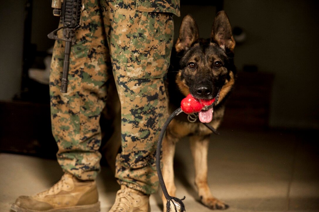 Patrol Explosive Detection Dog Uno plays with a toy as a reward for finding explosives at Camp Hansen, Okinawa, Japan, April 7, 2016.  A Patrol Explosive Detection Dog is one of four types of Military Working Dog employed at 3rd Law Enforcement Battalion, III Marine Expeditionary Force Headquarters Group, III Marine Expeditionary Force. (U.S. Marine Corps photo by Lance Cpl. Nelson Duenas/ Released)