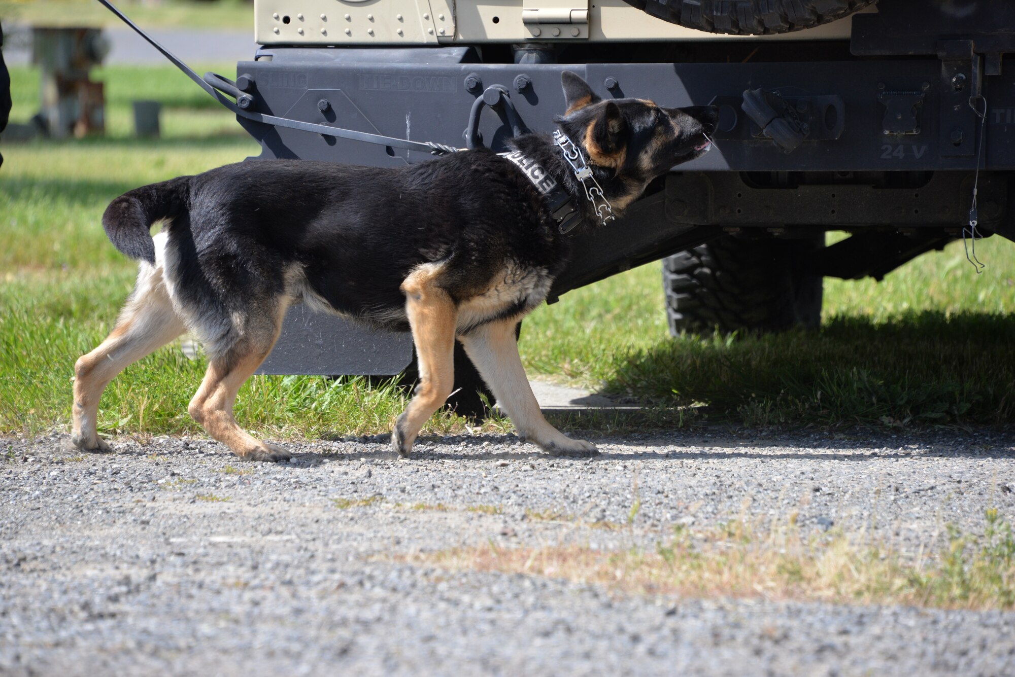 Conan, a San Leandro K-9, is in search of explosive material April 8 during the 3rd annual Defenders K9 Trials hosted by Travis Air Force Base, California. The two-day competition brought law enforcement from across the state to show off their hard work and dedication. (U.S. Air Force photo by Senior Airman Amber Carter)
